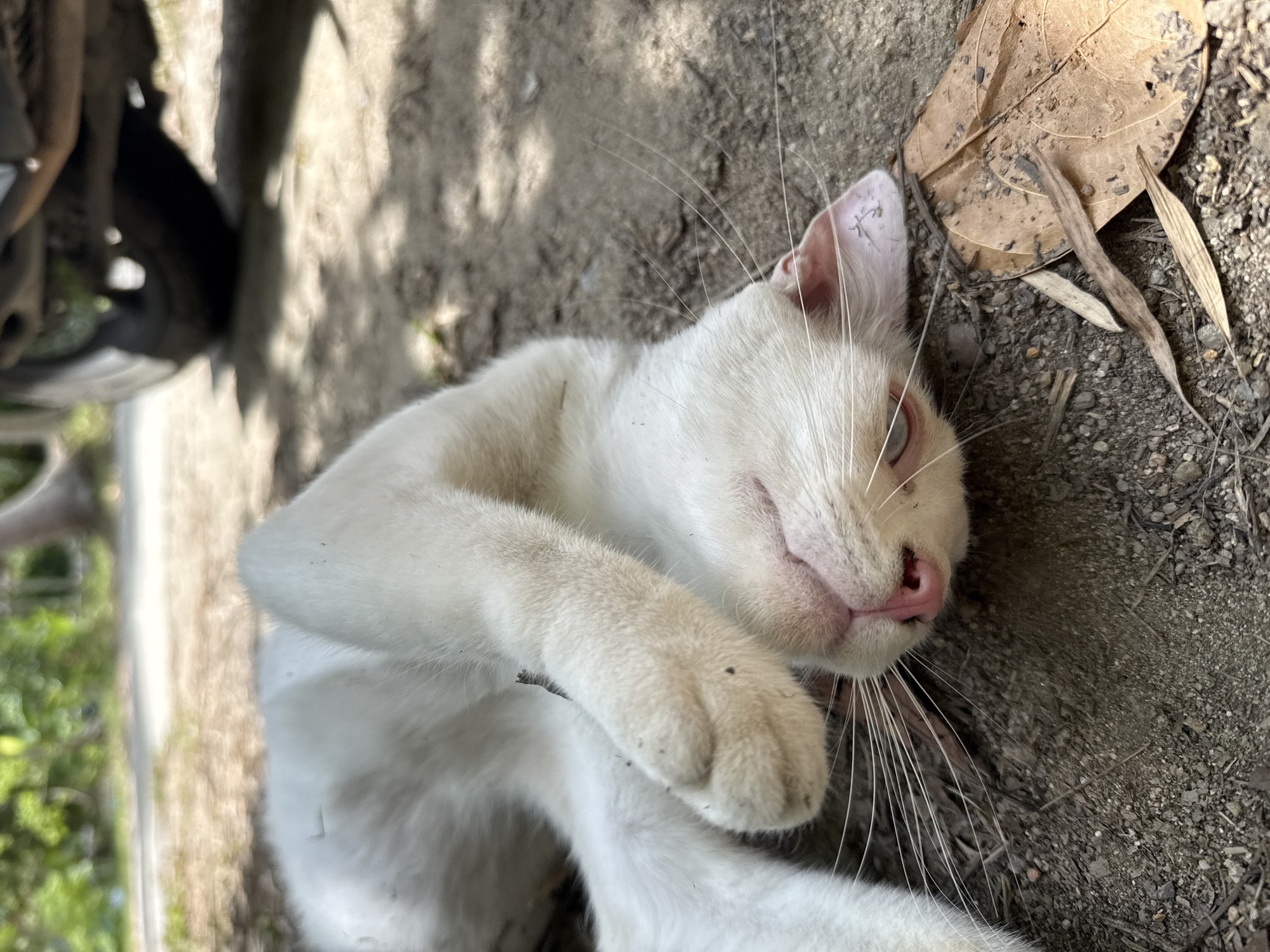 A white cat is lying on its back on the ground. The cat's eyes are open and it appears to be relaxed. The ground is made of dirt and small rocks. There is a dried leaf on the ground near the cat's head. In the background, there is a blurry image of a vehicle and some trees. The scene is outdoors and appears to be in a rural or natural setting.