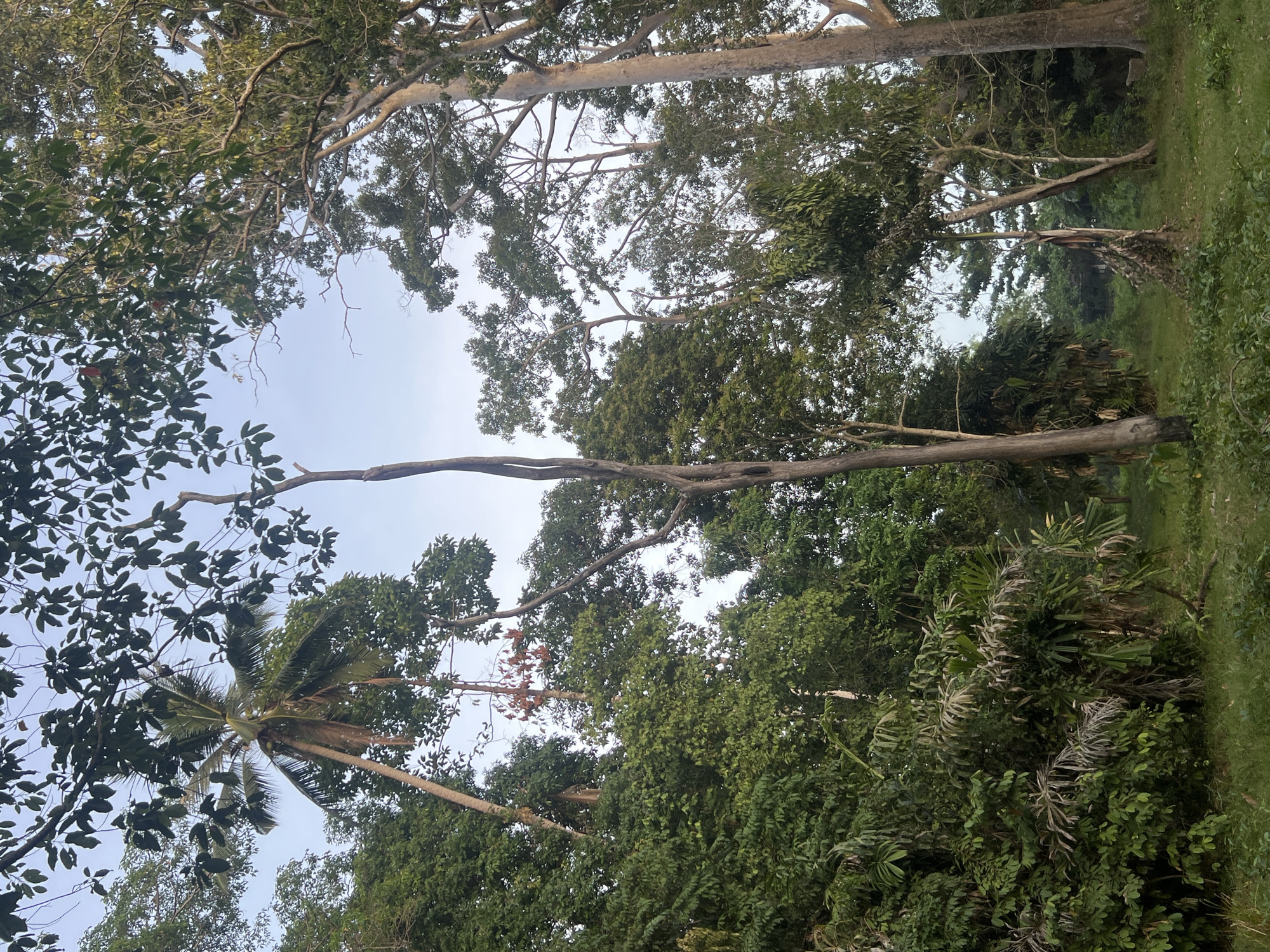 The image depicts a lush, dense forest scene in the tropical environment of Koh Phangan, Thailand. The foreground is dominated by green grass and foliage, with several tall trees of varying species forming a canopy overhead. A prominent palm tree with coconuts is visible towards the left of the frame. The sky is a pale blue, suggesting it is either early morning or late afternoon. There are no people or animals present in the image. The scene captures the natural beauty and dense vegetation characteristic of the island's interior.