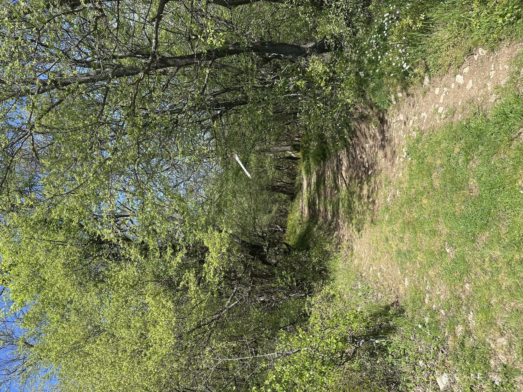 A dirt path winds through a tree-lined area. The path is flanked by grassy areas and greenery. Trees with new leaves are on either side of the path, casting shadows on the ground. A white object hangs from a tree branch. The location is potentially Bilka, Bulgaria.