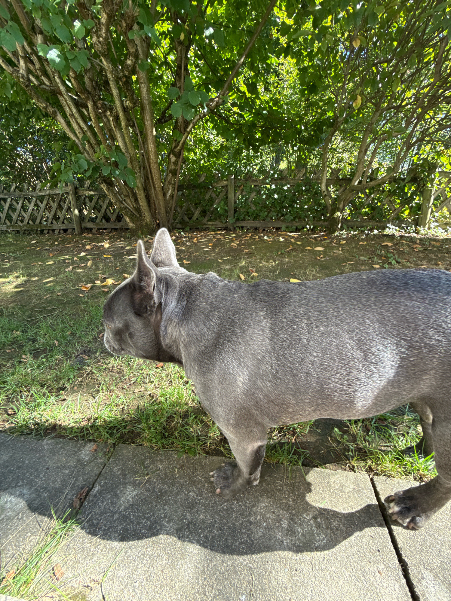 A gray French bulldog stands on a paved area in a backyard garden. The dog is facing left and is partially visible in profile. The background consists of a wooden fence and lush green trees. The ground is a mix of grass and paved stones, with fallen leaves scattered on the ground. The scene is illuminated by bright sunlight, casting distinct shadows. The image appears to be taken in the backyard of a residential property.