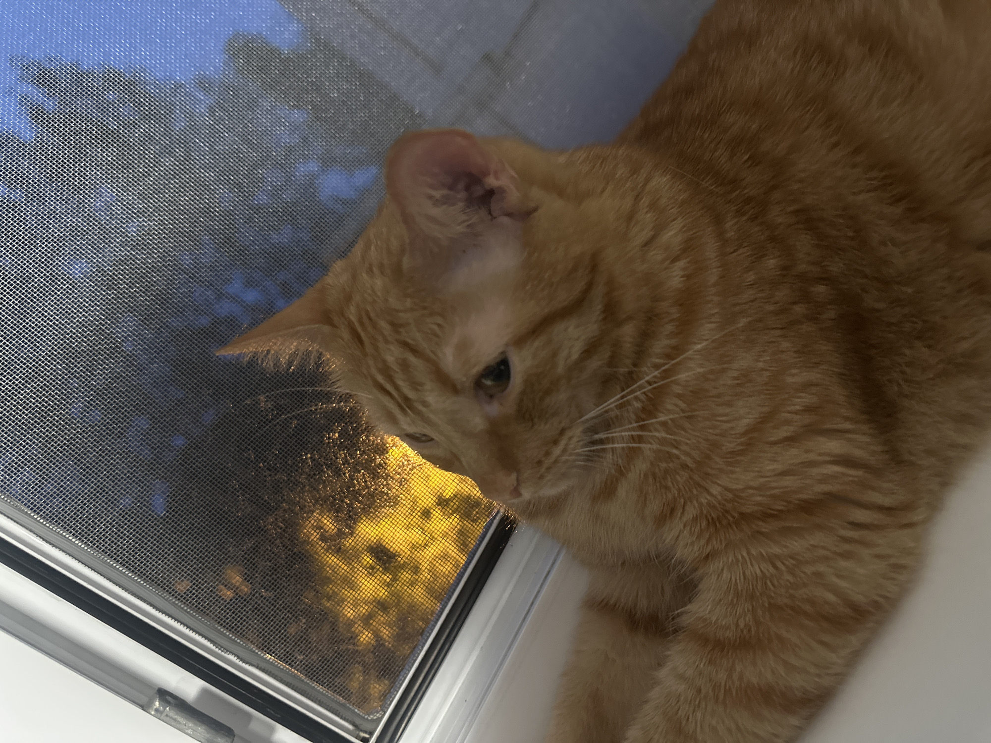 An orange tabby cat is lying on its side, looking out of a window. The cat's body is mostly in focus, while the background is blurred. The window has a screen, and through the screen, a yellow light source is visible, possibly streetlights or a building. The sky is visible as a dark blue color. The cat's fur is orange with darker stripes. The cat's left paw is visible resting on a white surface. The scene appears to be indoors, with the window being the primary point of interest in the background. The lighting suggests it is either dusk or nighttime.
