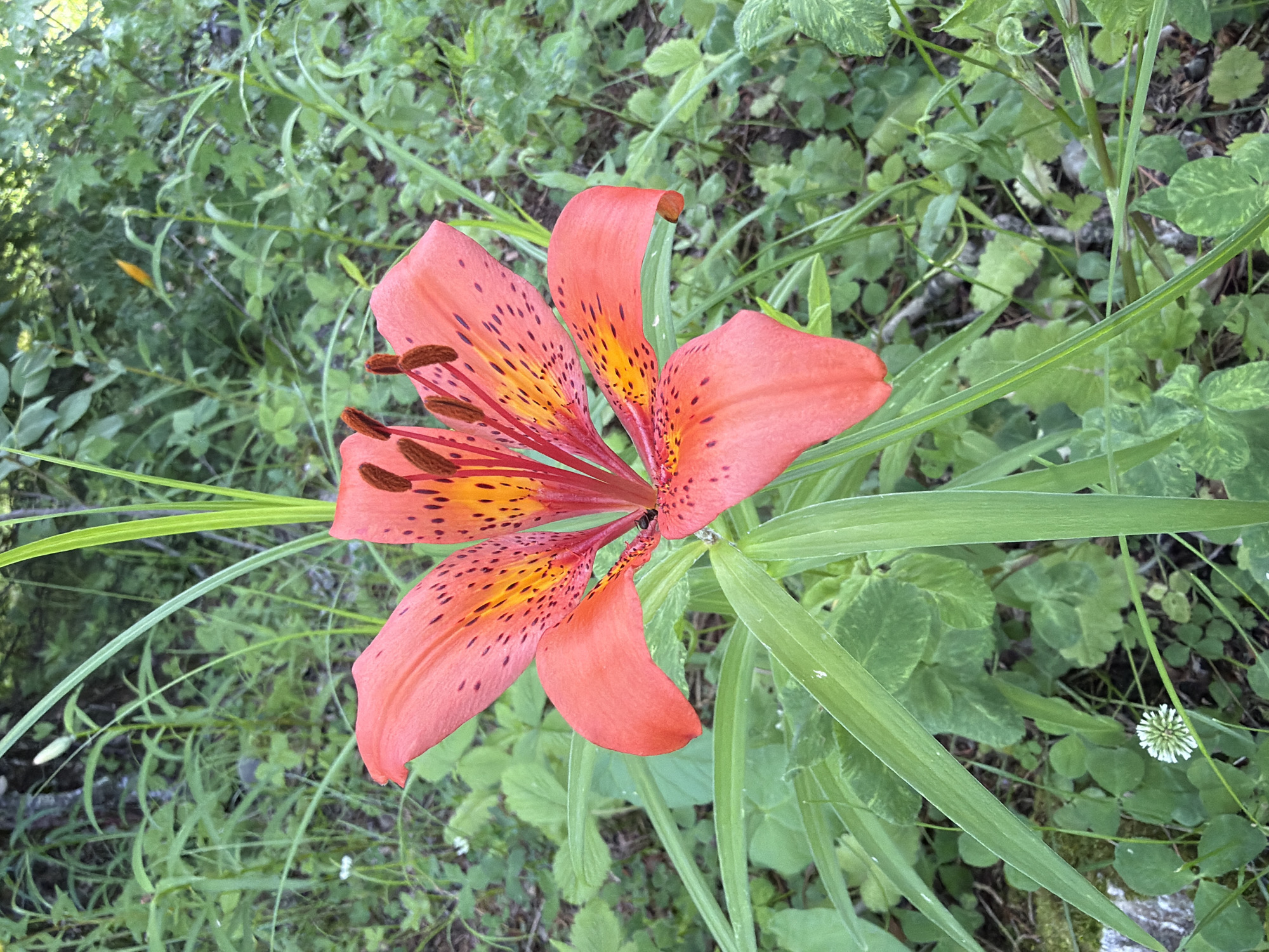 A close-up, eye-level, portrait shot shows a bright coral-colored lily flower with dark speckles and yellow markings. The lily has six prominent petals that curl outwards, revealing its central stamen and pistil, which are topped with brown anthers. The flower is surrounded by a dense, green, leafy environment. The background consists of more foliage, grasses, and some trees. There are no people in the image. The scene appears to be a natural setting, likely a forest floor or a wild garden, in Kul'dur, Russia.