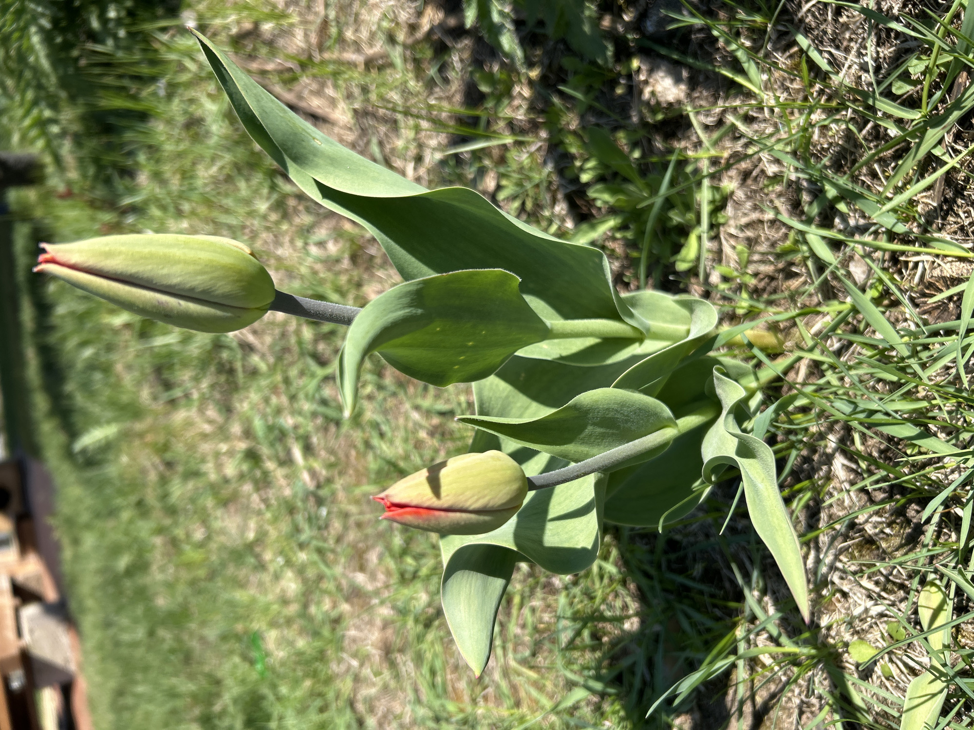 The image shows two tulip buds emerging from the ground. The buds are primarily green with a hint of red at the tips. They are surrounded by long, slender green leaves. The surrounding area consists of grass and some dry, brown vegetation. The location is not specified in the image, and there is no way to confirm the city of Noviy, Russia, using the information in the image. There are no people, actions, or interactions visible in the image.