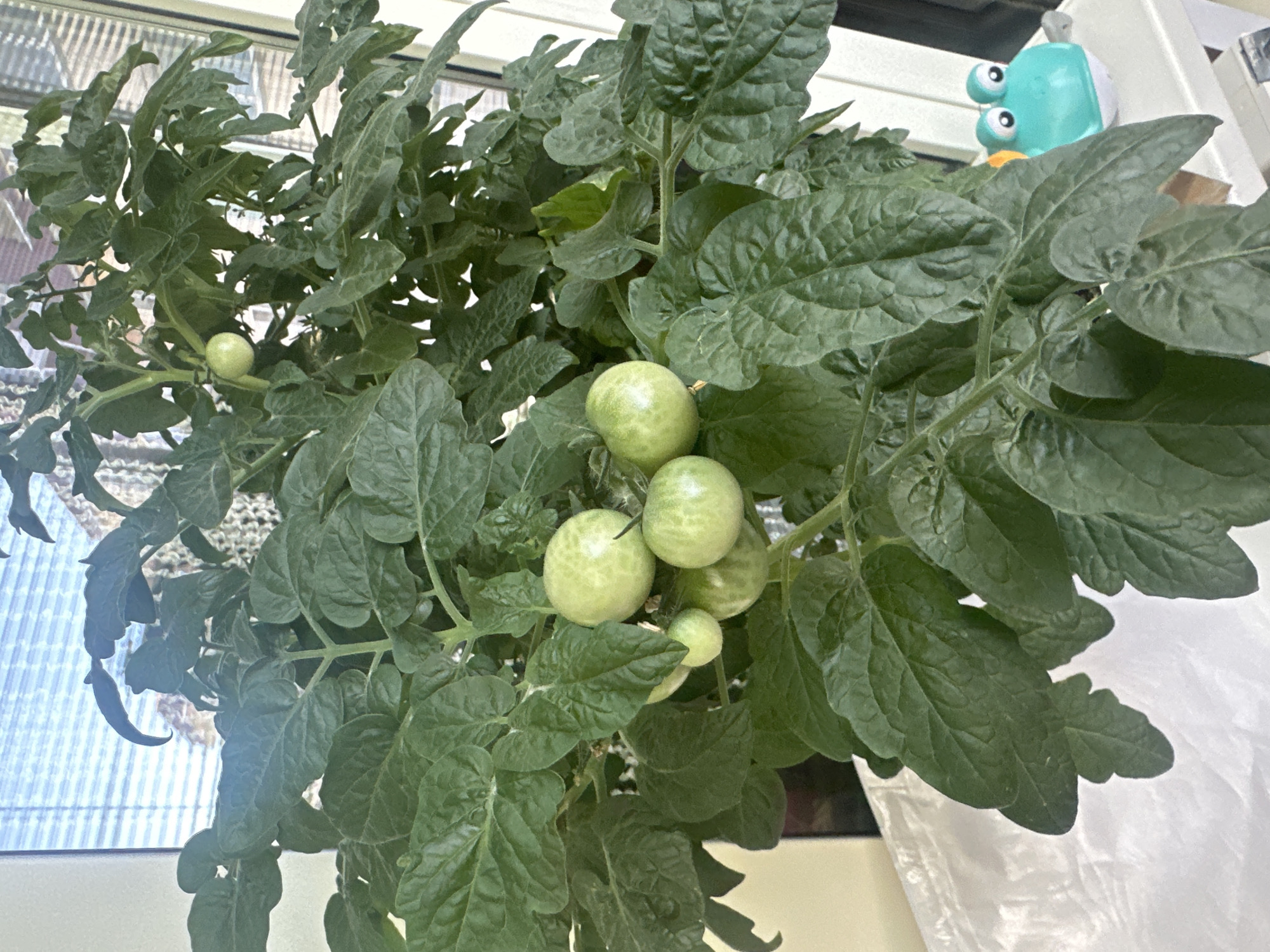 A close-up, vertical shot shows a potted tomato plant with developing green tomatoes and lush foliage. The plant is positioned indoors, near a window with Venetian blinds, suggesting a residential setting. The background is blurred, but hints of the city of Sayanogorsk, Russia, can be discerned through the window. The overall lighting is natural and diffused, creating a soft ambiance. A small, frog-shaped toy is visible to the right of the plant.