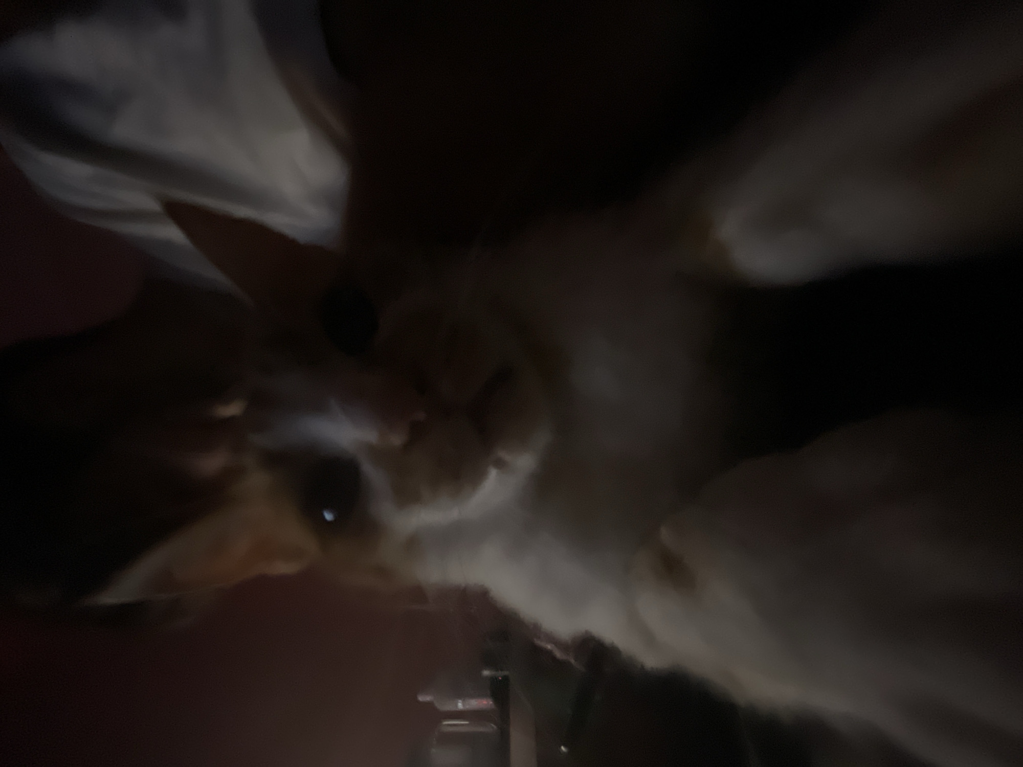 The image shows a close-up, low-light, and blurry view of a cat's face and front paws. The cat appears to be an orange and white tabby. Its ears are pointed upwards, and its eyes are partially visible, with one eye showing a bright reflection. The cat's front legs are extended towards the camera, and its paws are in focus. The background is dark and indistinct, with some reddish-brown tones and a hint of white fabric, possibly clothing. There are some faint, out-of-focus objects in the background to the left, including what appears to be a bottle. The image quality suggests it was taken with a mobile phone in a dimly lit environment. The specific location in the city of Neoi Epivates, Greece cannot be determined from the visual information provided.