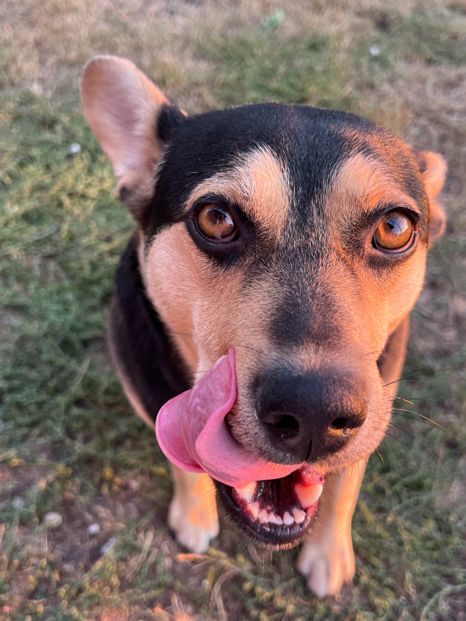 A medium shot, eye-level, outdoor, vertical photograph captures a close-up of a dog's face with its tongue out, licking its nose. The dog has black fur on its head and ears, tan fur on its cheeks, and brown eyes with reflections. Its pink tongue is curled upward, touching its snout. The background consists of blurry green grass and dirt. The lighting suggests it is either sunrise or sunset, casting a warm glow on the dog. No specific location within Vertelka, Ukraine, is identifiable in the image.