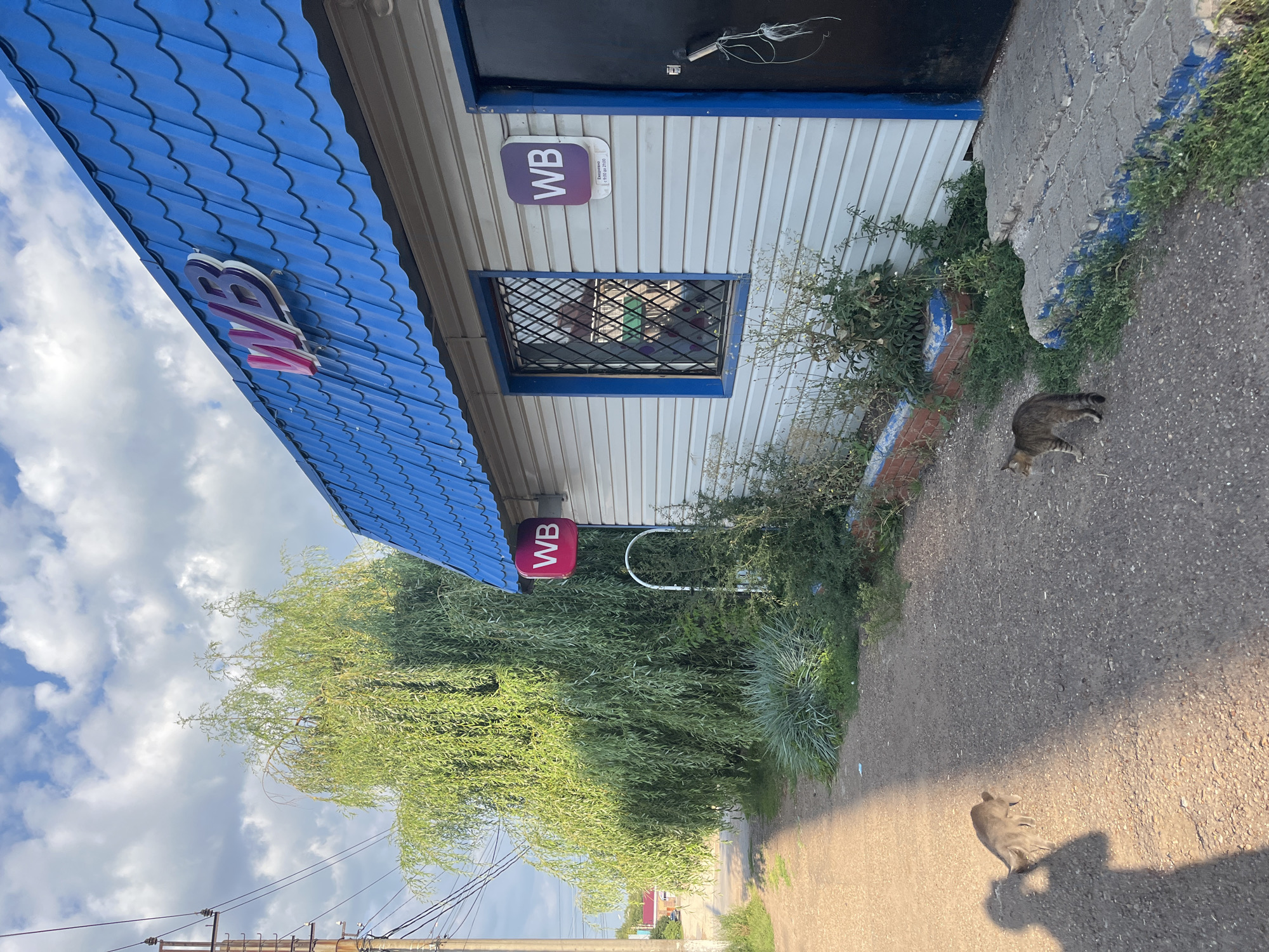 An outdoor scene in Blagoveshchensk, Russia, shows a small building with a blue, scalloped roof and white siding. A large, weeping willow tree with dense foliage stands to the left of the building. Two domestic cats are visible in the foreground on a dirt path. One cat is closer to the camera and is a tabby with gray and brown markings, walking towards the right side of the frame. The other cat, also a tabby, is further away and slightly to the left, partially obscured by a shadow. The building has a window with a metal grate and two signs with the letters "WB" in purple and pink. A black door is visible on the right side of the building. A power pole with wires is present on the far left. The sky is partly cloudy with a mix of white and gray clouds. The overall impression is a somewhat weathered, local business or service point.