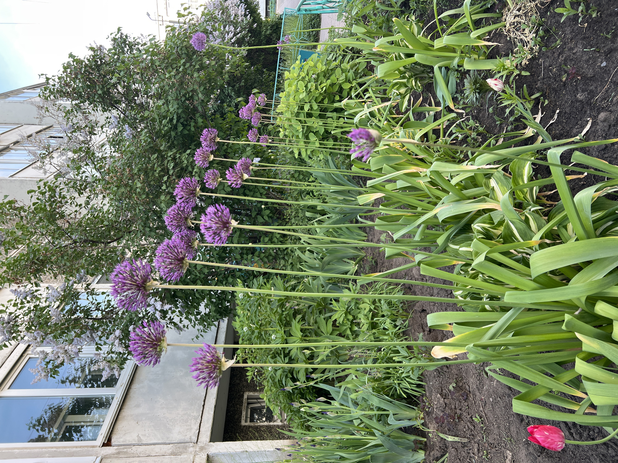 The image depicts a garden in front of a building, possibly located in Chaikovsky, Russia, based on the presence of typical urban landscaping elements. The garden features a row of Allium flowers with purple globe-shaped blooms and tall green stalks. These flowers extend from the center of the frame towards the left. A red tulip is visible near the bottom right corner. Various other green plants and ground cover fill the garden bed. Behind the garden, there is a mix of shrubs and trees, partially obscuring a building. The building appears to be a residential or apartment structure with windows reflecting the sky. A small portion of a turquoise metal structure, potentially a fence or railing, is also visible. The scene appears to be captured during daylight hours.