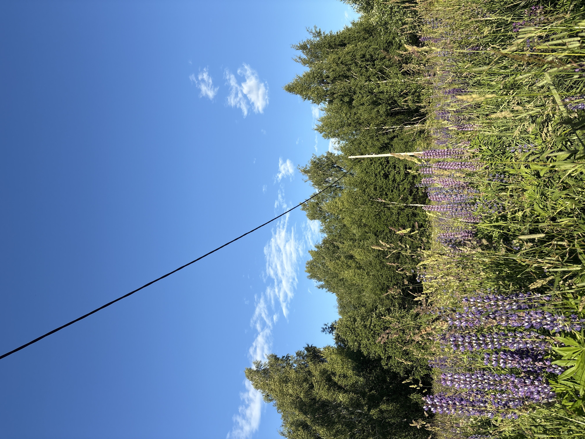 A wide, low-angle shot captures a summer field of lupines in the village of Ostrovskoye, Russia, under a bright, blue sky dotted with wispy white clouds. A dark power line cuts diagonally across the upper left of the frame. The foreground is dominated by a dense patch of purple lupine flowers interspersed with tall green grasses and other wild vegetation. Behind the flowers, a line of lush green trees forms a dense woodland backdrop. Sunlight illuminates the scene, casting a warm glow on the foliage. The image is static, with no visible movement or human presence. The environment suggests a rural or natural setting within the Ostrovskoye municipality.