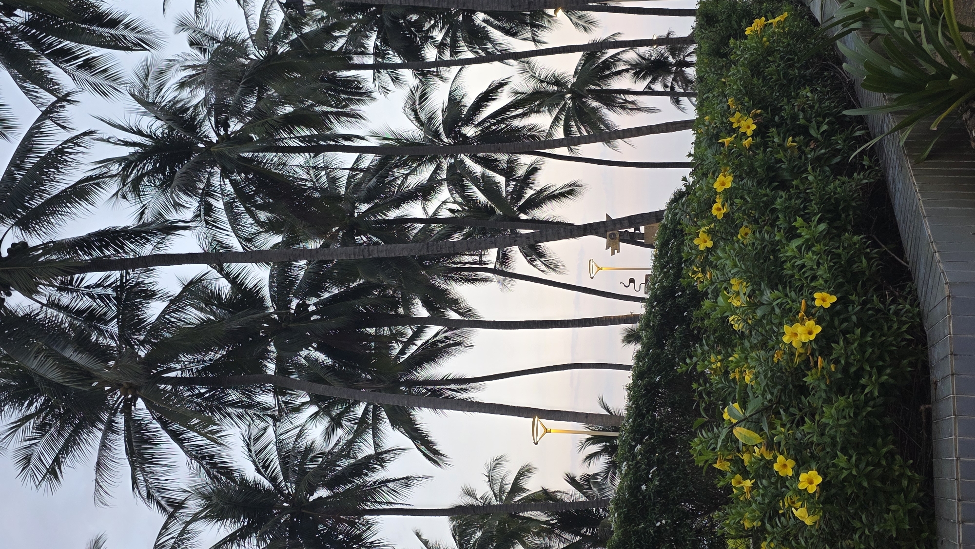 The image depicts a serene tropical landscape, likely captured during dusk or dawn. Numerous tall palm trees with dark, dense fronds and slender trunks dominate the left and center, reaching towards a soft, light-toned sky. Their fronds create intricate patterns against the diffused light.
On the right side of the frame, a vibrant green hedge stretches horizontally, abundantly adorned with bright yellow, trumpet-shaped flowers. These flowers are distributed throughout the foliage, providing a striking contrast to the deep green leaves. Beneath this flowering hedge, a dark grey, tiled wall or planter forms a structural boundary along the far right edge of the image.
Two distinctive streetlights are visible among the palm trees and behind the hedge, their modern design featuring a glowing yellow-orange light in a unique, stylized shape, perhaps resembling a martini glass or a 'Y'. The illumination of these lights suggests that it is either early morning or evening. The scene is devoid of people or overt activity, emphasizing the tranquil and well-maintained natural and urban blend. The lush foliage, palm trees, and artificial lighting evoke a peaceful, resort-like environment typical of a tropical locale such as Nha Trang, Vietnam. No visible text is present in the image.
