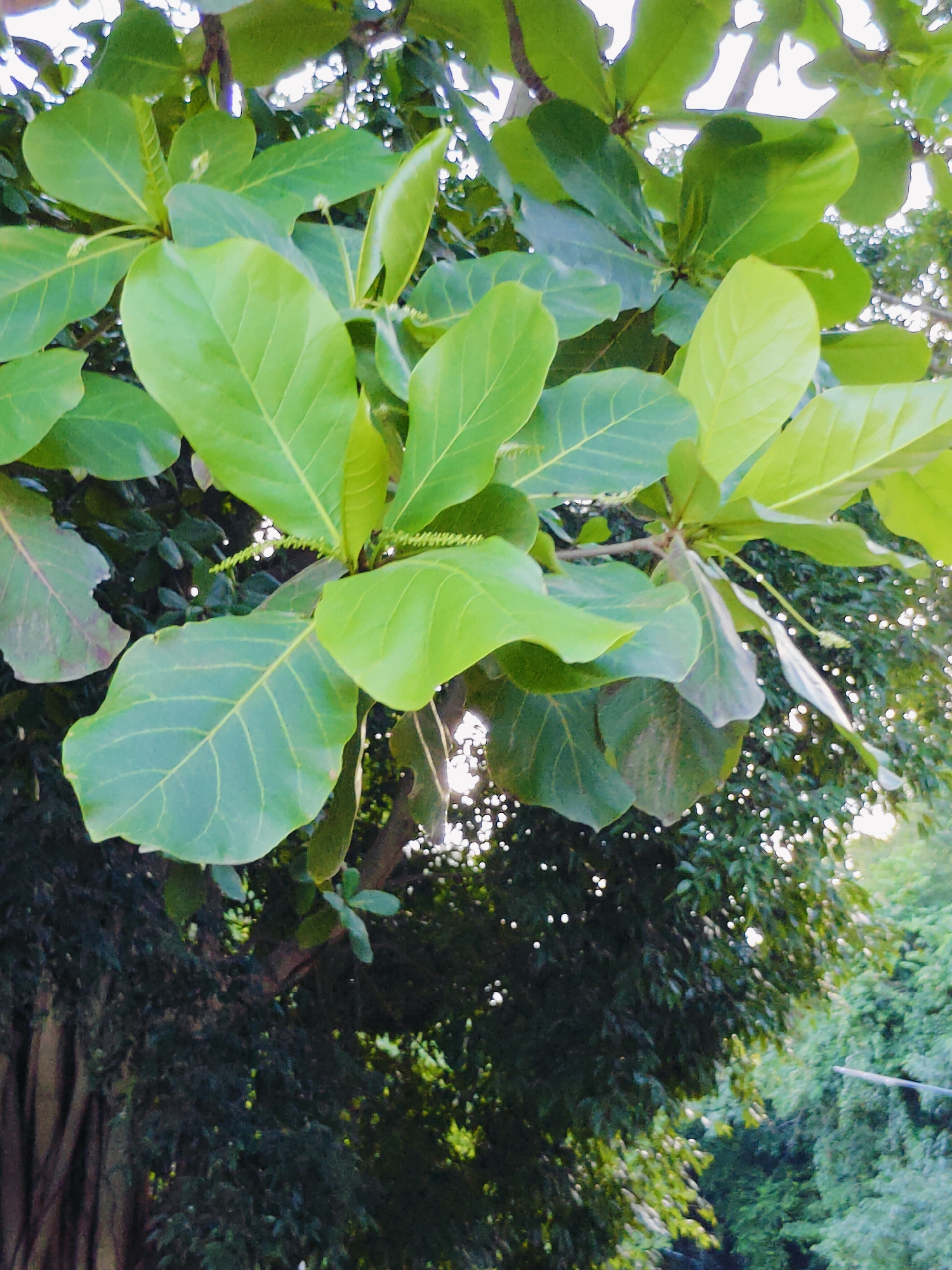 The image shows a close-up view of the leaves of a tree, likely taken outdoors in Tambon Mu Si, Thailand. The leaves are large, green, and oval-shaped, with visible veins. Some of the leaves appear to be newer growth and are a lighter shade of green, while others are darker. The background is a blur of green foliage and dappled sunlight, suggesting a natural, outdoor setting. There are no people or man-made objects prominently featured in the image, focusing solely on the botanical subject matter.