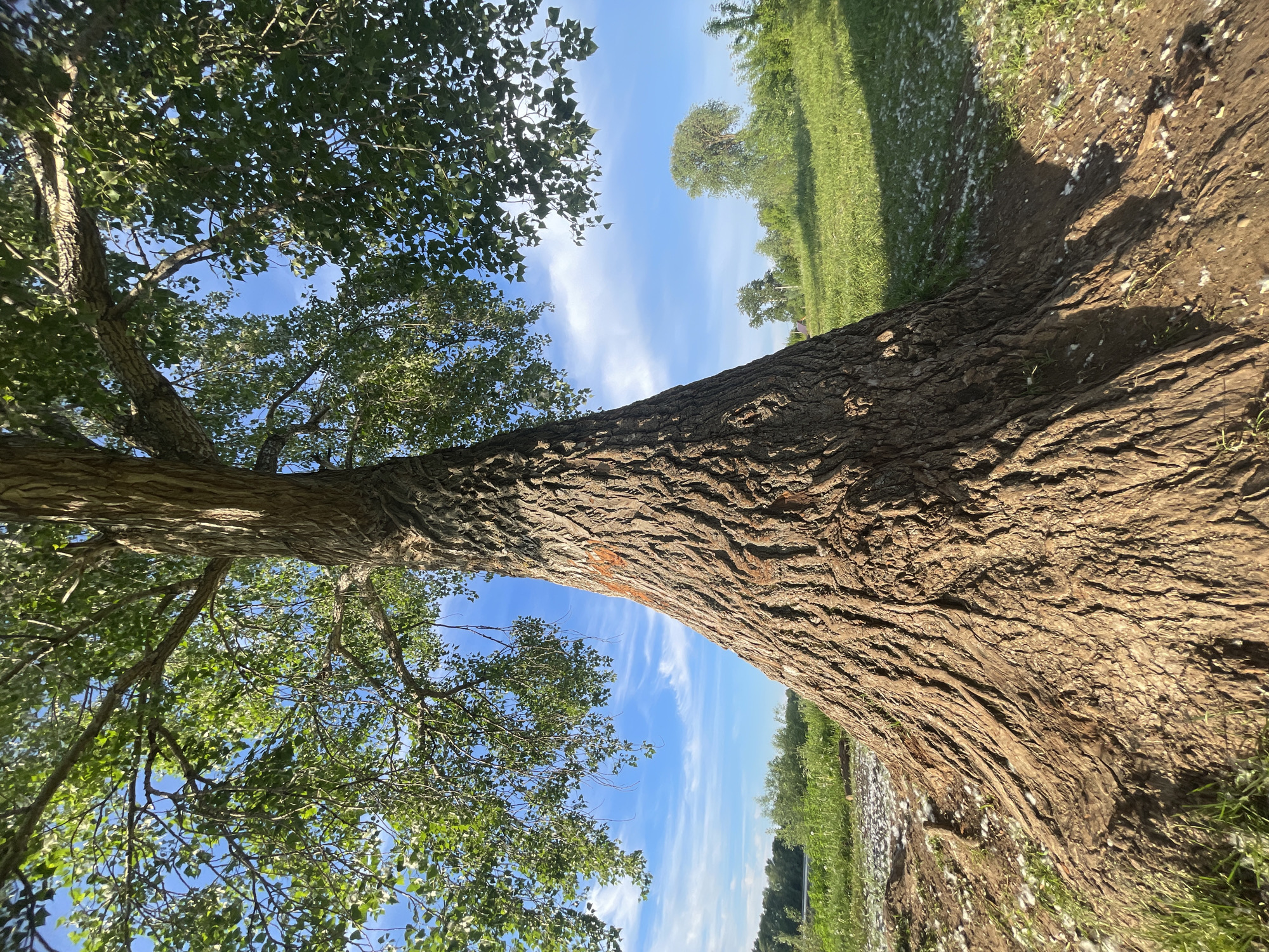 The image displays a serene outdoor landscape, likely situated in Chaikovsky, Russia, centered around a large, mature tree. The primary focus is the substantial, rugged trunk of a tree, which dominates the right side of the frame. Its bark is deeply textured and furrowed, exhibiting various shades of brown and gray, suggesting an old and robust specimen.
Above and to the left, the tree's extensive green canopy spreads out, with numerous leaves illuminated by sunlight and contrasted against a clear blue sky. The sky itself features scattered white, wispy clouds, indicating bright and sunny weather.
The ground around the base of the tree is a mix of earthy tones and patches of green grass. A distinctive detail is the scattering of white, fluffy material across the soil and grass, strongly resembling cottonwood seeds or fluff, which suggests the photograph was taken in late spring or early summer. Shadows are visible on the ground, implying the sun is at an angle, likely during the morning or late afternoon.
In the background, beyond the immediate tree, stretches an open grassy field dotted with other distant trees under the same expansive blue sky. The scene is devoid of people or discernible activity, creating a peaceful and natural ambiance. No text is visible in the media.
