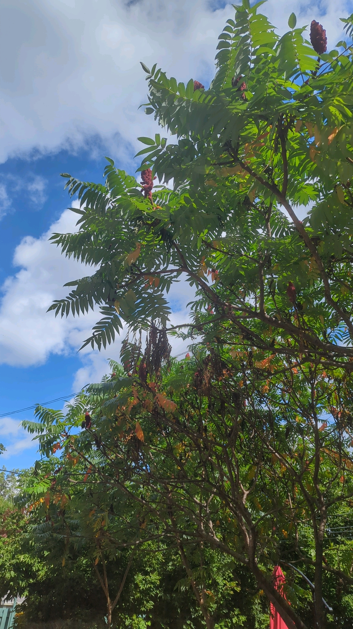An eye-level shot of the upper branches and foliage of a tree with compound leaves and fuzzy, reddish-brown seed heads against a bright blue sky with scattered white clouds. The tree's branches are visible, some bare and others laden with green leaves and seed clusters. In the background, a dense layer of green foliage from other trees is visible, and a hint of a red object, possibly an umbrella or awning, is present in the lower right portion of the frame. No people or animals are present. The image appears to be taken outdoors in a natural setting, possibly a park or garden within Montreal, Canada, given the sky and foliage.
