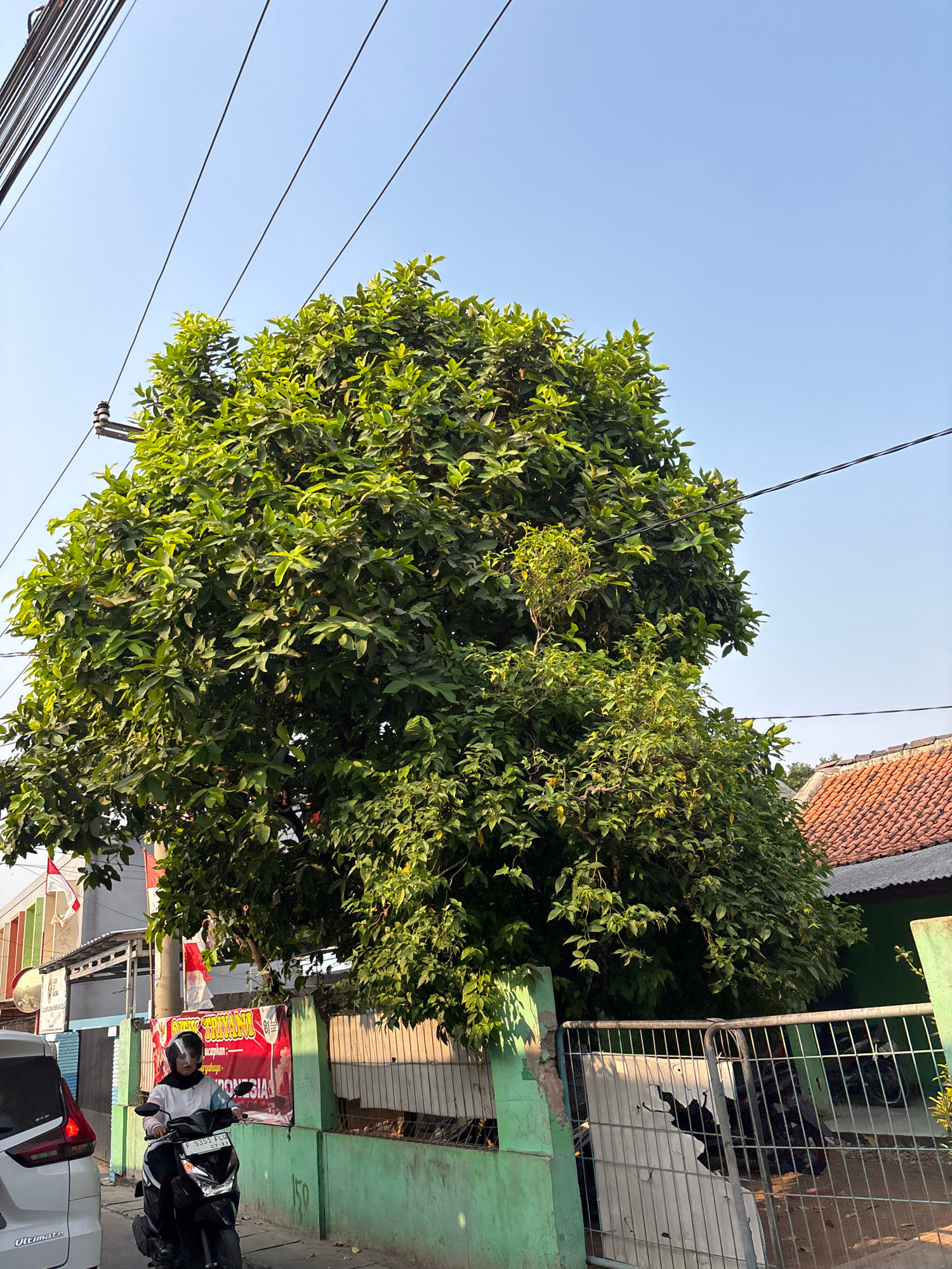 In Bekasi, Indonesia, a large, leafy green tree dominates the frame, its branches reaching towards a clear blue sky. Power lines crisscross the upper portion of the image. In the foreground, a woman wearing a helmet and a hijab rides a black scooter. To her left, a white car is partially visible. A green fence runs along the street, with a red banner attached to it featuring Indonesian text and imagery. Behind the fence, a red-tiled roof of a building is visible, along with other structures and vegetation. The scene appears to be a street in a residential or commercial area, bathed in natural daylight.