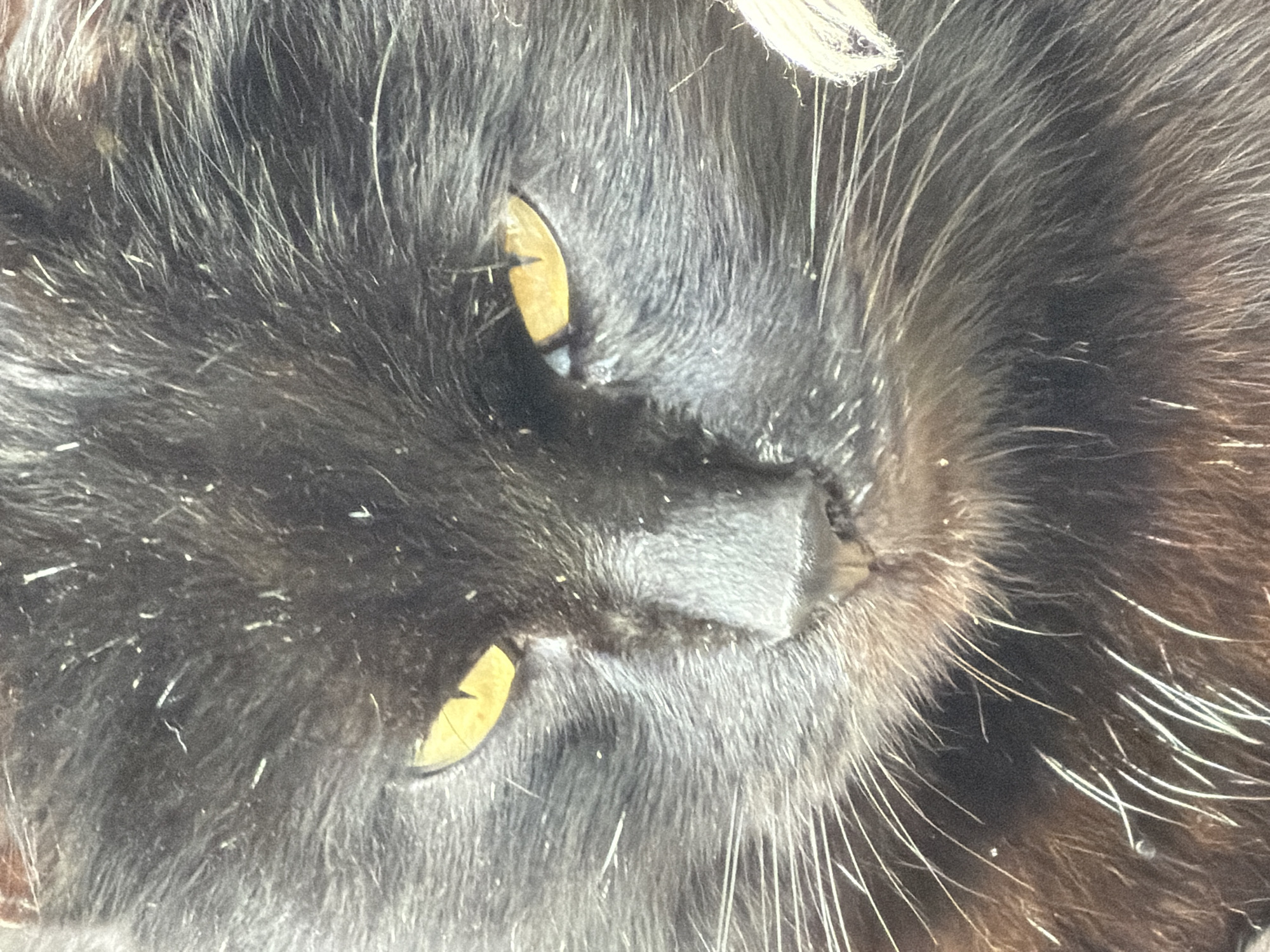 The image is a close-up, eye-level shot of a black cat's face. The cat has bright yellow eyes with slit pupils. Its fur is long and appears somewhat disheveled, with some lighter colored hairs or debris scattered throughout. The cat's nose is dark and slightly moist. Whiskers are prominent and fanned out from its muzzle. The background is a blur of dark fur, suggesting the cat is the sole subject of the image. There is no visible indication of the cat's location within Kamianka-Buzka, Ukraine.