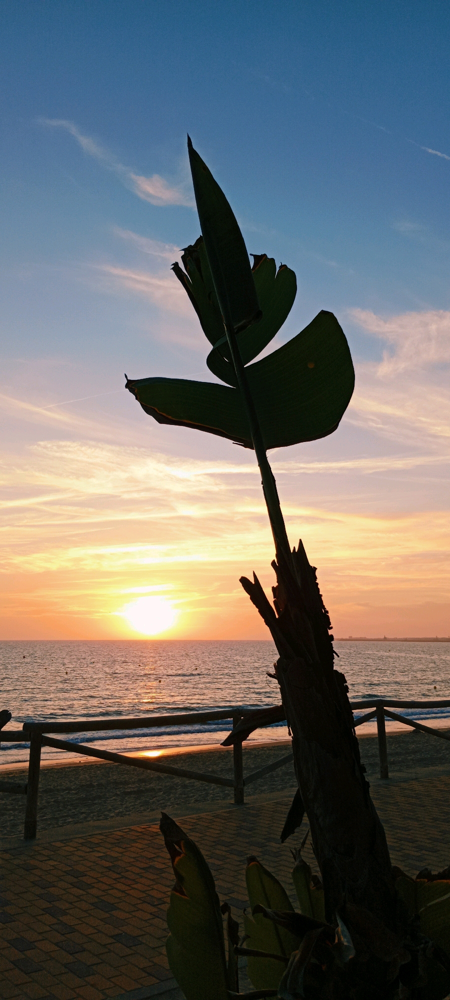 A vertical, silhouette image captures a sunset at the beach in El Puerto de Santa María, Spain. In the foreground, the dark silhouette of a broken tree trunk and large green leaves from a plant partially obscure the view. Beyond this, a wooden fence lines the edge of a paved walkway, separating it from a sandy beach. The sea stretches to the horizon, with gentle waves reflecting the warm hues of the setting sun. The sky above is a gradient of deep blue at the top, transitioning to soft oranges and pinks near the horizon, with wispy clouds scattered across it. The sun, a bright orange orb, is low on the horizon, casting a golden glow on the water and the sky.