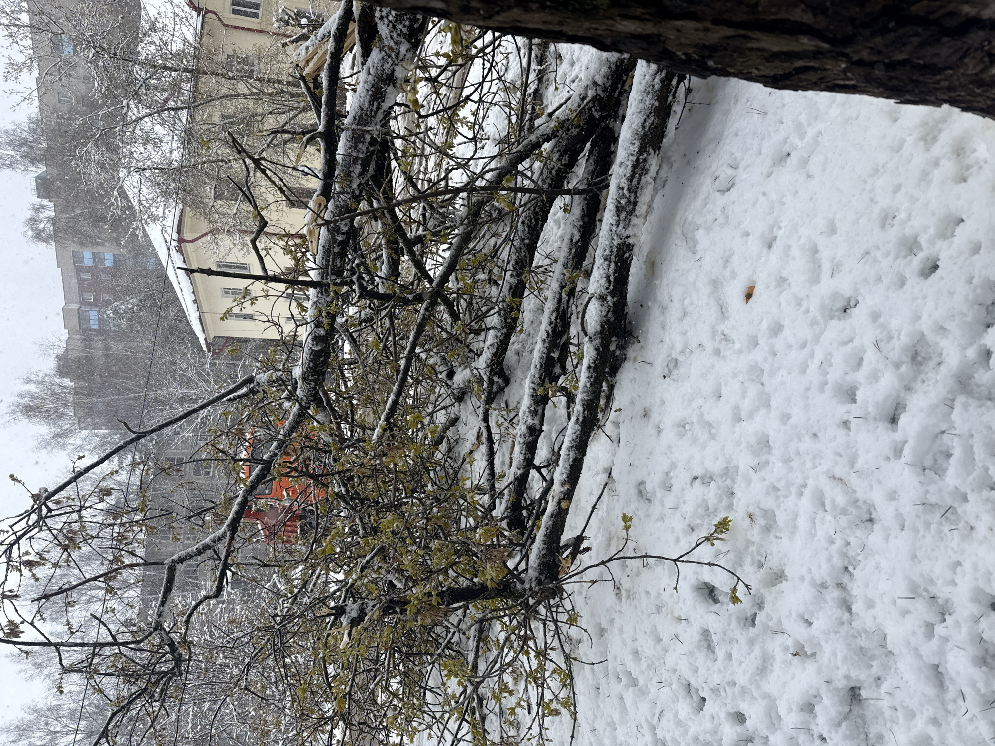 The scene is a snow-covered yard in Dmitrov, Russia. Several tree trunks covered in snow run vertically through the frame. The ground is covered in a thick layer of fresh snow, with scattered debris like twigs and leaves visible on the surface. Some bare branches with a few green leaves remain on the tree. In the background, buildings are partially visible through the snow-laden branches. The sky appears overcast. The image suggests a recent snowfall.