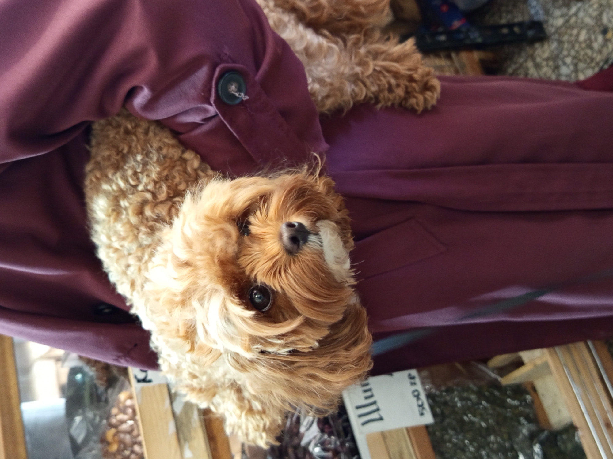An auburn-colored dog with curly fur is held by a person wearing a dark purple coat. The dog is positioned in the crook of the person's arm, its head and front paws visible. The dog has large, dark eyes and a slightly tousled muzzle. The person's coat has a visible button with thread attached. The background suggests an indoor market setting, with shelves of goods visible. A sign with Cyrillic text, "Шум" and "500 гр," is partially visible on a wooden shelf to the left. Another shelf behind the dog contains what appear to be nuts or dried fruit. The lighting is even, indicating an indoor environment, likely illuminated by artificial light. The overall impression is a candid shot of a person and their pet in a marketplace.