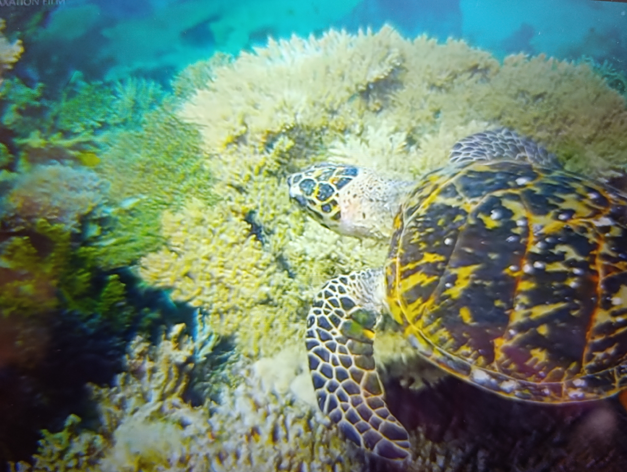 The image shows a close-up, overhead view of a sea turtle swimming near a coral reef. The turtle's shell is a mix of dark brown, black, and bright yellow patterns with white speckles. Its head, partially visible on the left side of the frame, has green eyes and a patterned neck with a black and light grey hexagonal design. The turtle is surrounded by varied coral formations, predominantly light yellow and green, with some darker blue areas suggesting deeper water or shadows. The image quality is somewhat grainy, indicating it might be a photograph or video still taken underwater. There is no indication of the city of Dubăsari town council, Moldova, within the image itself.
