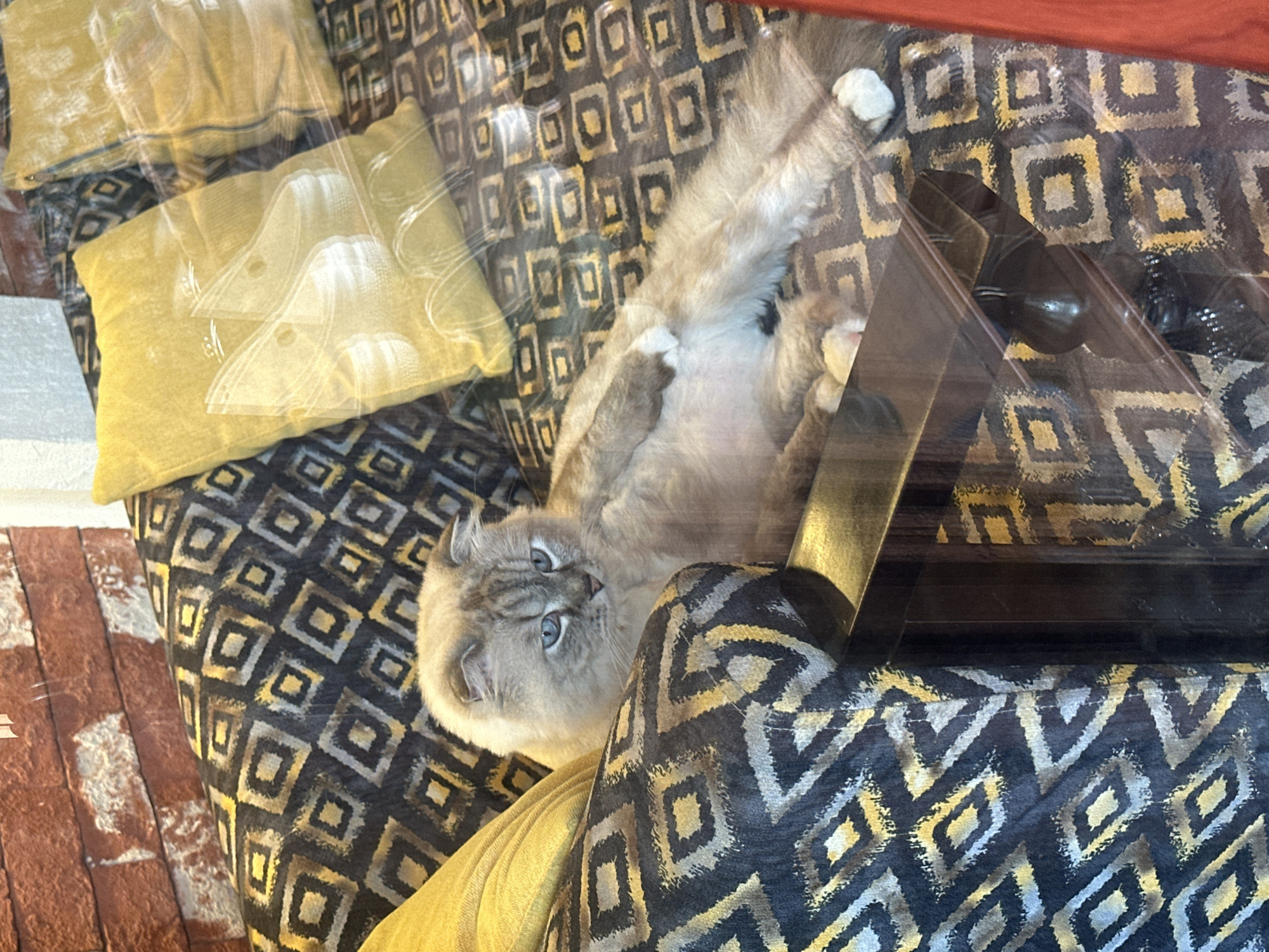 A tan cat with blue eyes lies on its back on a patterned cushion inside a building. There are other cushions, some yellow, nearby. The image is taken through a window. There is no specific information about the location in Đà Nẵng, Vietnam.