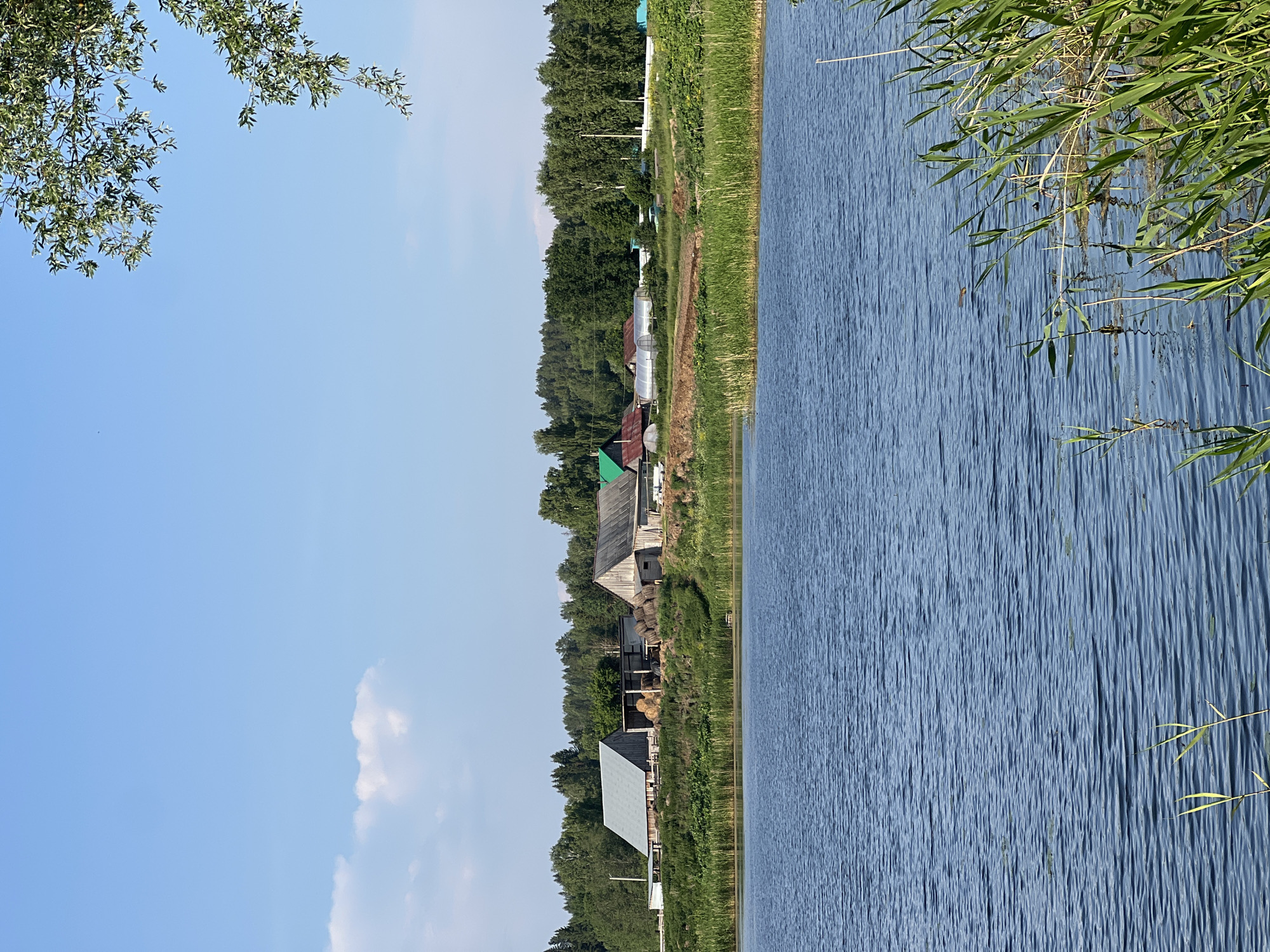 A serene, sunlit daytime scene unfolds across a body of water, likely a lake or large pond, with a village and a dense forest bordering its far bank. The water is a deep blue, rippled by a gentle breeze, with reeds and green plants growing along the foreground and edges.
On the opposite bank, a collection of rural buildings stands out against a backdrop of lush green trees. The structures appear to be a mix of wooden barns, some with hay bales stacked nearby, and what look like greenhouses with transparent roofing. A light-colored car is parked near one of the buildings. The village is nestled amongst rolling hills, with the forest forming a dark green wall behind it. The sky above is a clear, bright blue with a few wispy white clouds, and a branch of a leafy tree dangles from the upper right corner. The overall impression is one of peaceful, rural life in a natural setting. The image does not contain any people. The scene appears to be located in Al'nyash, Russia, given the context provided.