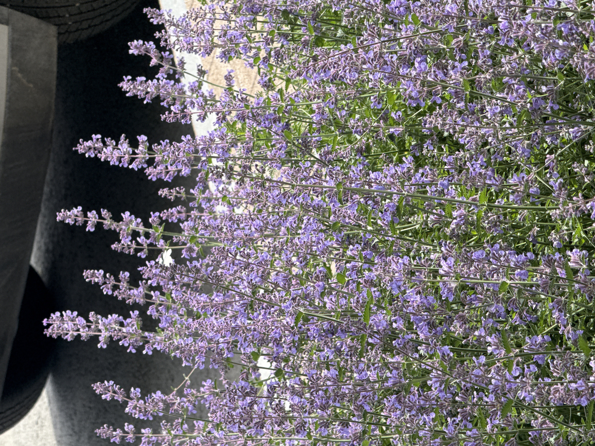 The media file presents a vibrant, vertically oriented close-up of numerous flowering plants, likely catmint (Nepeta) or a similar species, in full bloom. The frame is dominated by a dense array of slender green stems adorned with countless small, light purple or lavender blossoms. These flowers form delicate, elongated clusters along the stems, interspersed with small, oval-shaped green leaves that appear slightly fuzzy upon closer inspection.
In the background, to the left of the flourishing plants, a dark, textured surface, possibly asphalt or a dark paved area, occupies a significant portion of the image. A subtle, rounded dark shape, reminiscent of a tire, is faintly visible in the upper left corner of this dark region. Further back and partially obscured by the foliage, a lighter, beige-colored surface, possibly concrete or a light-toned pathway, can be seen.
The scene is brightly illuminated, suggesting clear, sunny daytime conditions. The natural light highlights the delicate details of the flowers and leaves without casting harsh shadows. No human activity or specific event is depicted. The overall impression is one of natural beauty and lush growth in an outdoor setting, potentially a garden or landscaped area. No visible text is present in the image.