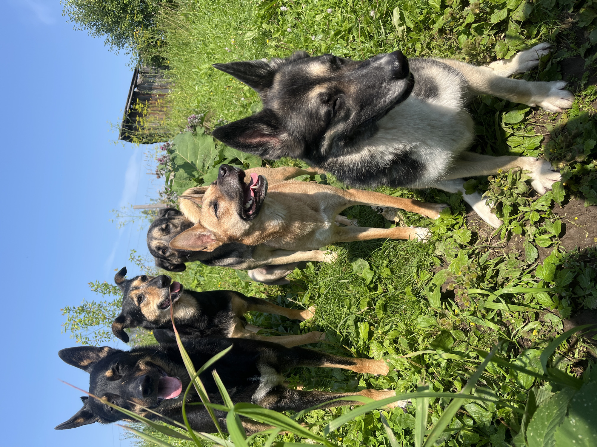 A group of five dogs stand in a grassy, outdoor area. The dogs are of various breeds and colors, with some appearing to be mixed breeds. They are all looking in different directions, some panting with their tongues out. The environment is lush with green grass and some tall weeds. In the background, a weathered wooden structure, possibly a shed or small building, is visible. The sky above is clear and blue. The image appears to be taken on a sunny day. The location is not specified in the image itself but is stated to be the city of Nizhny Tagil, Russia.