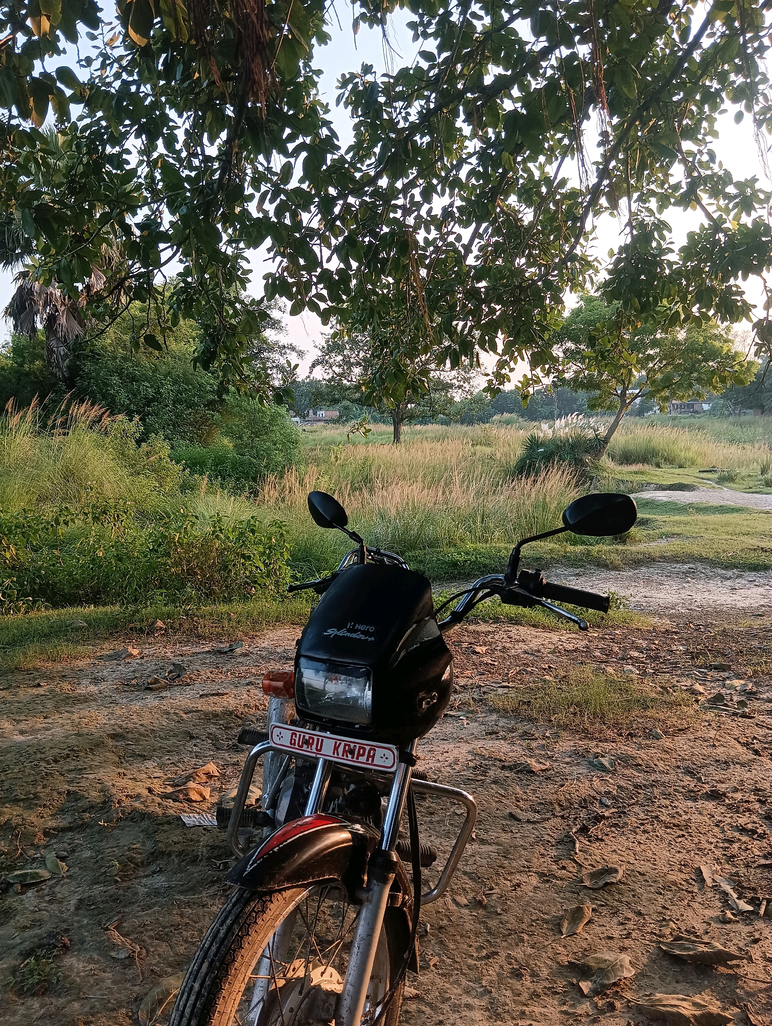 The photograph captures a motorcycle parked on a dirt path in Tilkar, India. The motorcycle is a black Hero Splendor, a common model in India. It is positioned in the foreground, facing slightly to the right. The handlebars, mirrors, headlight, and front wheel are clearly visible. A license plate that reads "GURU KRIPA" is attached to the front of the motorcycle.
The background depicts a natural landscape with lush green grass and trees. Tall reeds or wild grasses are visible in the middle ground, with a few scattered trees and bushes. The sky is visible through the branches of a large tree in the upper portion of the image. The sunlight suggests it is either early morning or late afternoon, casting a warm glow on the scene. There are no people visible in the image. The overall impression is one of a rural or semi-rural setting.