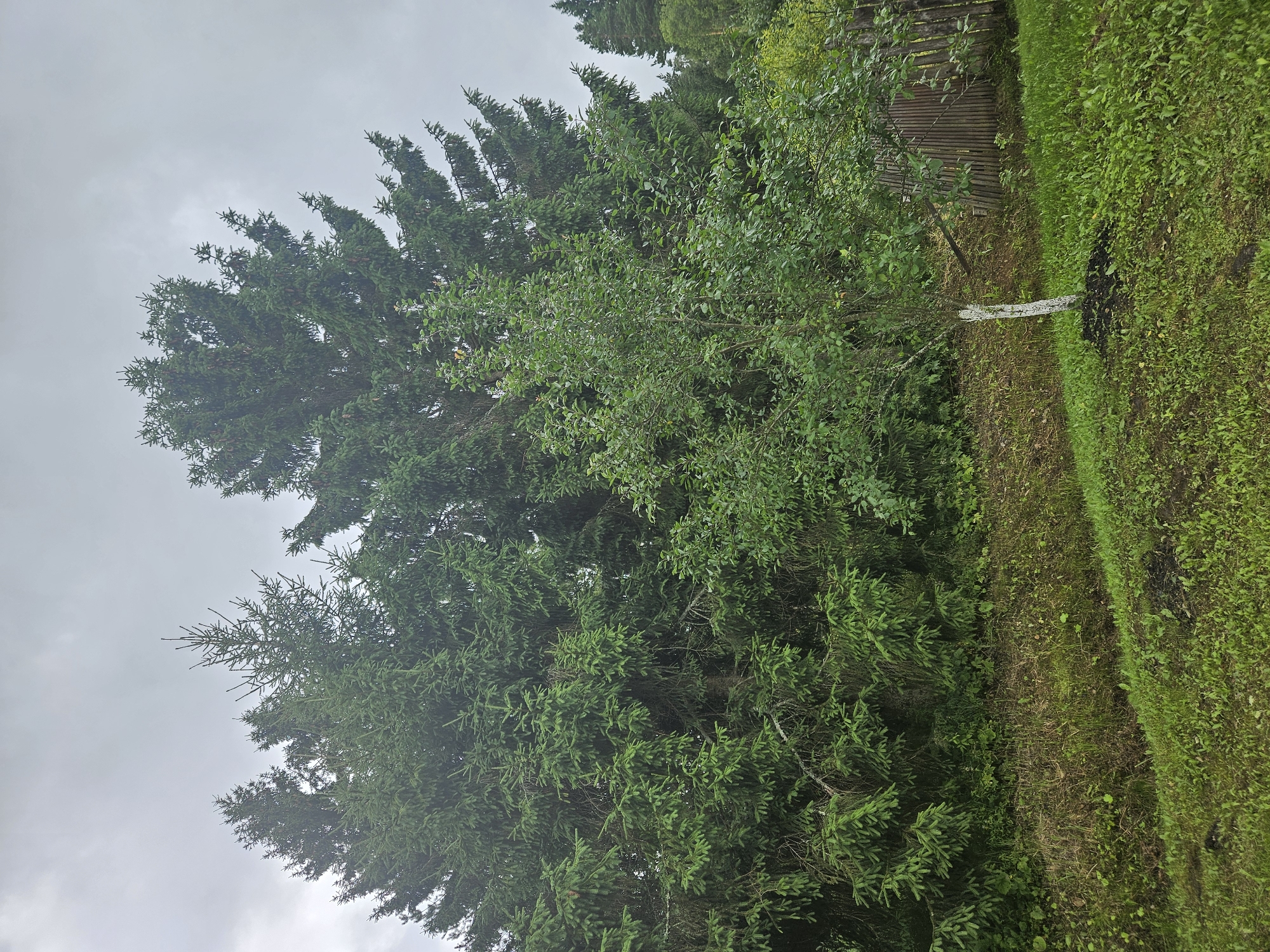 This is a medium-shot, eye-level, outdoor photograph of a natural scene in Kurovo, Russia, under an overcast sky. In the foreground, lush green grass covers a gentle slope. A small, young tree with a white-painted base stands prominently in the center of the frame, surrounded by dark soil. To the right of the tree, a rustic wooden fence made of vertical planks is visible. Behind the tree, a dense wall of dark green evergreen trees, likely spruces, dominates the mid-ground, with some branches reaching towards the foreground. A patch of darker vegetation and soil is visible between the foreground grass and the evergreen trees. The background consists of more evergreen trees receding into the distance. The overall atmosphere is somber and natural.