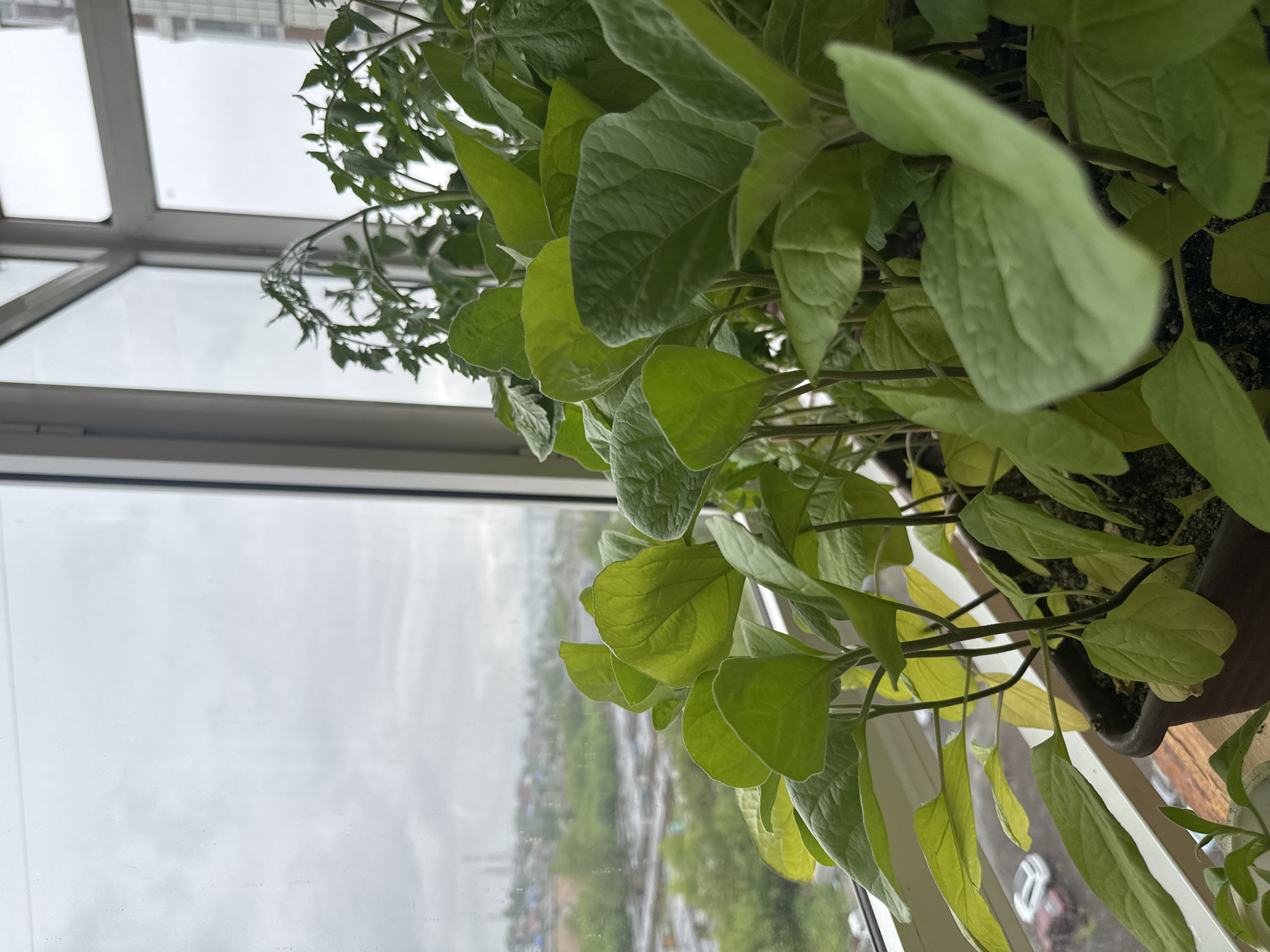 The image shows an indoor scene with a view through a window. The focus is on potted plants, specifically tomato and eggplant, on a windowsill. Outside the window, a cityscape is visible in a cloudy, possibly rainy environment. The city is Krasnoyarsk, Russia. Buildings and trees are blurred due to the distance and weather conditions. The window frame is white, and the interior appears to be a room.