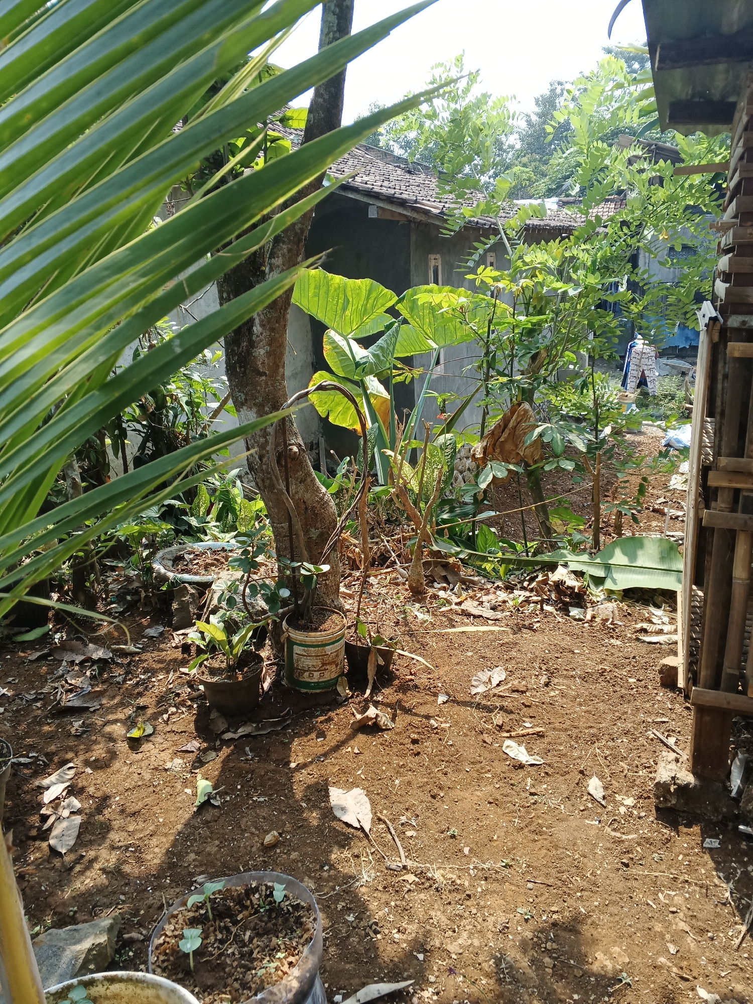 The image depicts a sun-drenched, outdoor scene in what appears to be a rural or semi-rural area, likely in Warungkiara, Indonesia. The foreground is dominated by dry, reddish-brown soil scattered with fallen leaves and twigs. In the lower part of the image, a clear plastic container repurposed as a planter holds several small, green seedlings. To the left, the blurry, green fronds of a large plant partially obscure the view.
The midground reveals a collection of potted plants and a medium-sized tree with rough bark. One pot is a repurposed white and green metal container, another is a dark plastic pot, and a larger, circular concrete planter is visible behind them, filled with soil. Behind these plants, a humble dwelling with a tiled roof and grey walls is visible. Lush green foliage, including large-leafed plants like taro or banana plants, surrounds the structure.
The background shows more greenery and the rooflines of adjacent buildings. To the far right, a section of a rustic, wooden structure, possibly a fence or part of another building, is visible, constructed from vertical bamboo poles. A person in light-colored clothing is partially visible walking in the distance. The overall impression is one of a lived-in, natural environment, possibly a backyard or a small yard attached to a home. The bright sunlight casts distinct shadows across the ground, indicating it is daytime.