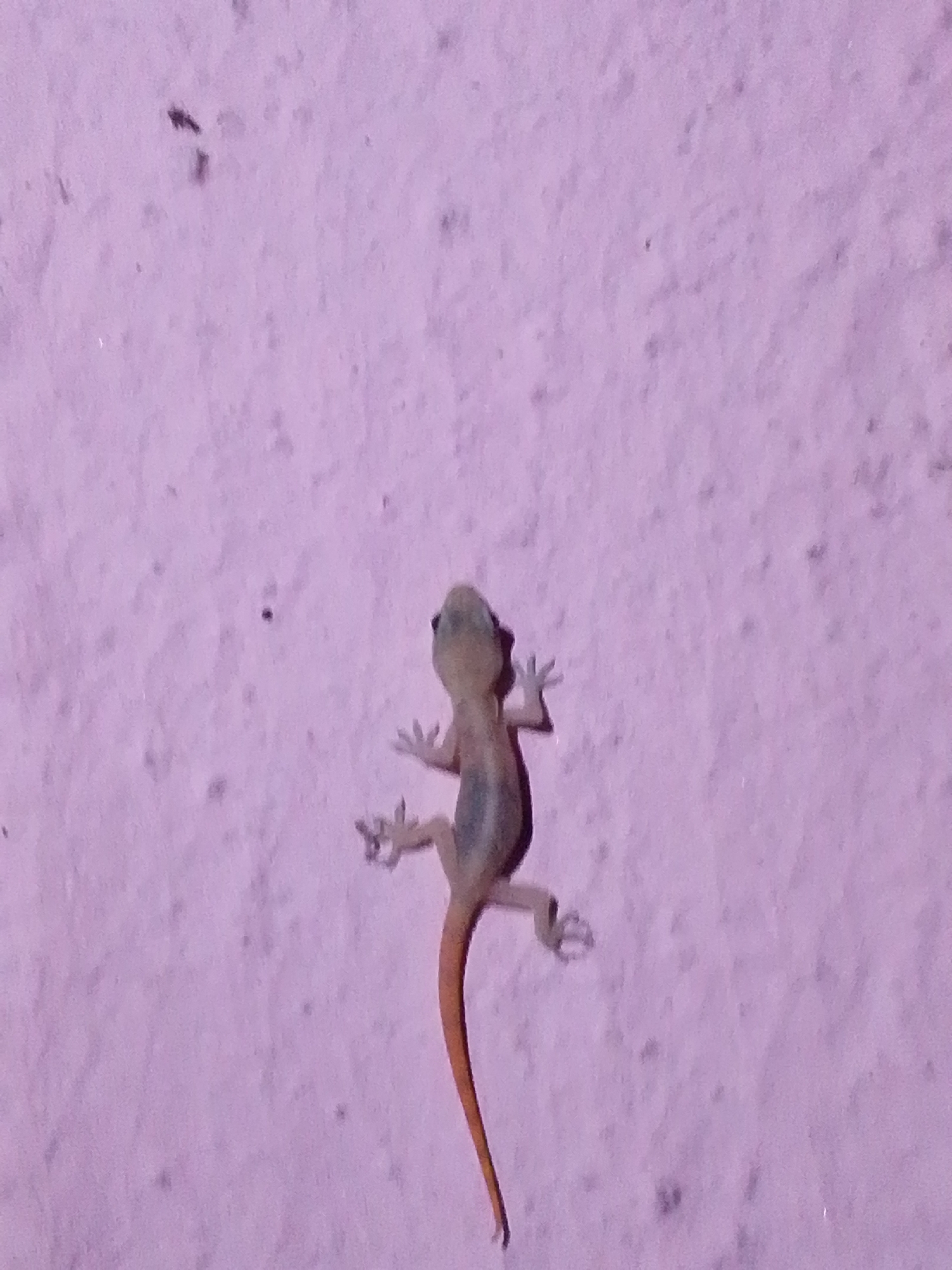 A small, light-colored lizard with a long tail is clinging to a textured, light purple wall. The lizard is facing downwards and to the left, with its front legs extended and its back legs slightly bent. Its body has faint darker markings. The wall appears to be an exterior surface with a rough, uneven texture and a scattering of small, dark specks. The lighting suggests it is either dusk or dawn, or an indoor environment with soft lighting. There are no people or other discernible objects or activities in the frame. This image was taken in Serti, Nigeria.