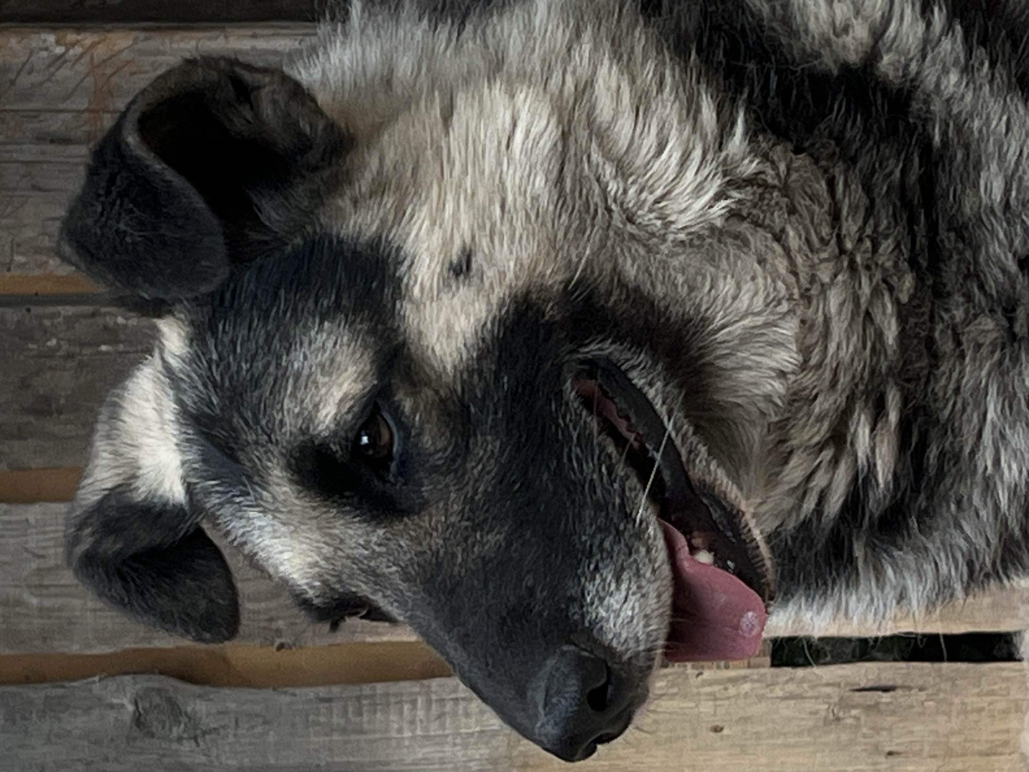 This is a close-up, horizontally oriented, low-angle shot of a German Shepherd lying on a wooden surface. The dog is the sole subject. Its head is tilted, and its mouth is open with its tongue visible. The dog's fur is a mix of black, gray, and tan, with prominent markings around its eyes and muzzle. The wooden surface appears to be weathered planks, possibly part of an outdoor structure like a deck or porch. The lighting suggests it might be daytime, but there are no clear indicators of the time of day or weather. The dog's relaxed posture and open mouth could indicate panting from heat or exertion, or simply a state of comfort and ease. The overall mood is casual and intimate, focusing on the dog's features and texture. No text is visible in the image. The location context of Lviv, Ukraine does not provide specific visual cues within the image itself.