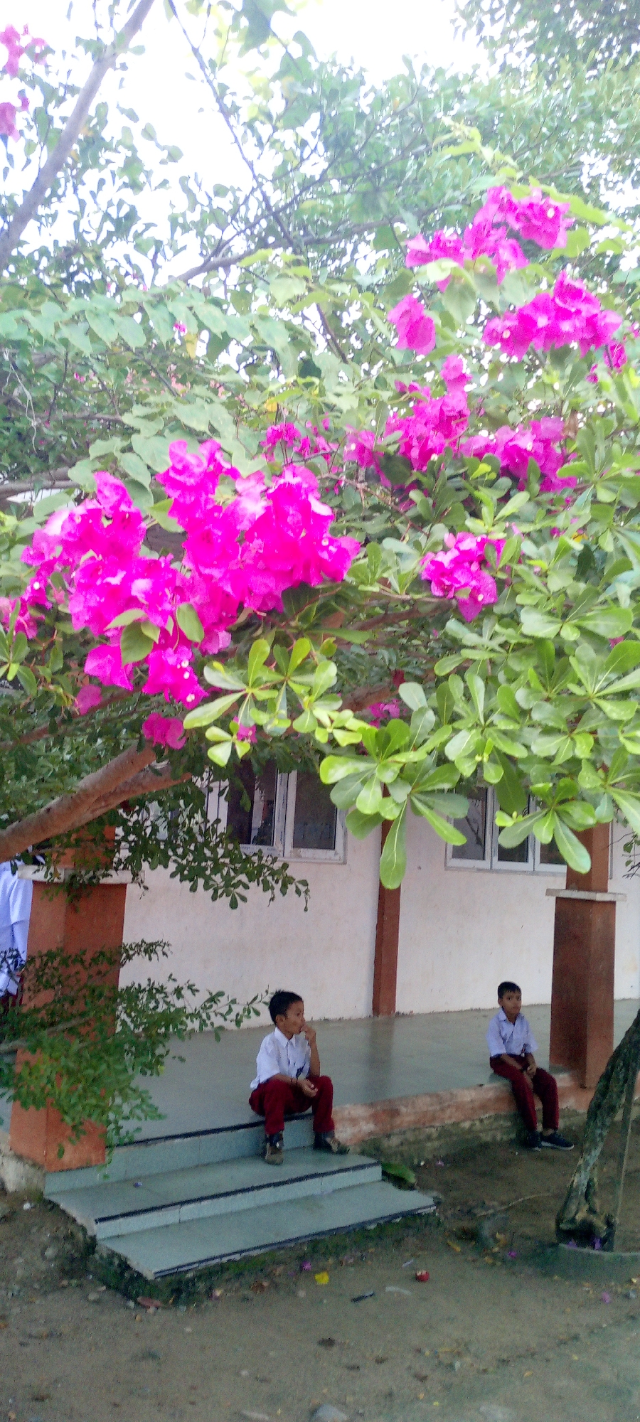 In Baratpayaitek, Indonesia, two young boys in school uniforms are seated on a concrete porch beneath a flowering tree. The boy on the left, wearing a white shirt and maroon pants, sits with his hand to his mouth, appearing to be in thought. To his right, another boy in a similar uniform is seated, facing forward. The porch area is adjacent to a light-colored building with white-framed windows. Vibrant pink bougainvillea flowers and green leaves spill from the tree, partially obscuring the building. The ground in front of the porch is dirt with scattered fallen leaves and small debris. The scene suggests a quiet moment outdoors, possibly during a school break.