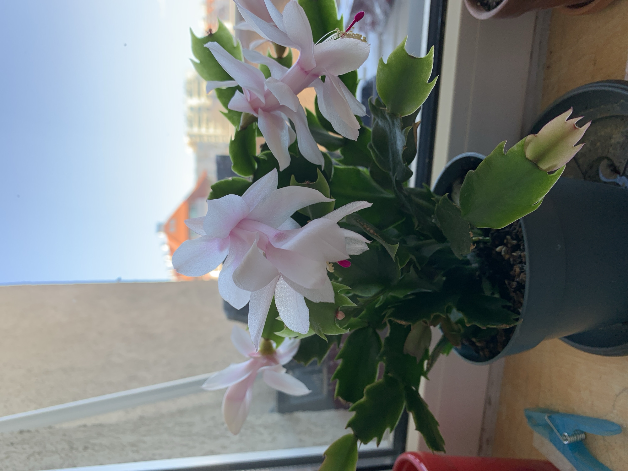 The image shows a flowering Christmas cactus (Schlumbergera) in a dark green pot, placed on a windowsill. The plant has several blooms in shades of white and pale pink, with some unopened buds. The "leaves" are flattened green stems with serrated edges. The windowsill is white, and outside, one can see a building, suggesting the location is in a city. Based on the building's architectural style, one can speculate that the photo might have been taken in Sofia, Bulgaria. The foreground contains a red container and a blue clothespin. The composition is a close-up, focusing on the plant and its flowers.