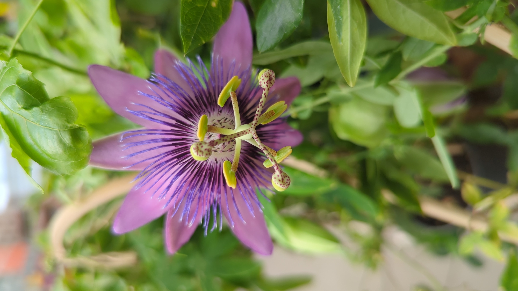 A close-up, vertical, eye-level shot captures a striking purple and white passionflower bloom. The flower's intricate structure is the central focus, with its delicate purple petals and a detailed corona of fine purple filaments tipped with vibrant green. The stamens and pistils are clearly visible at the flower's center, some adorned with small, spotted bumps. The background is softly blurred, featuring lush green foliage, bamboo stakes, and hints of what appear to be potted plants, suggesting an outdoor garden setting. The lighting is natural and diffused, highlighting the textures and colors of the flower. The scene is devoid of any human presence or activity. The location is specified as Laval, Canada.