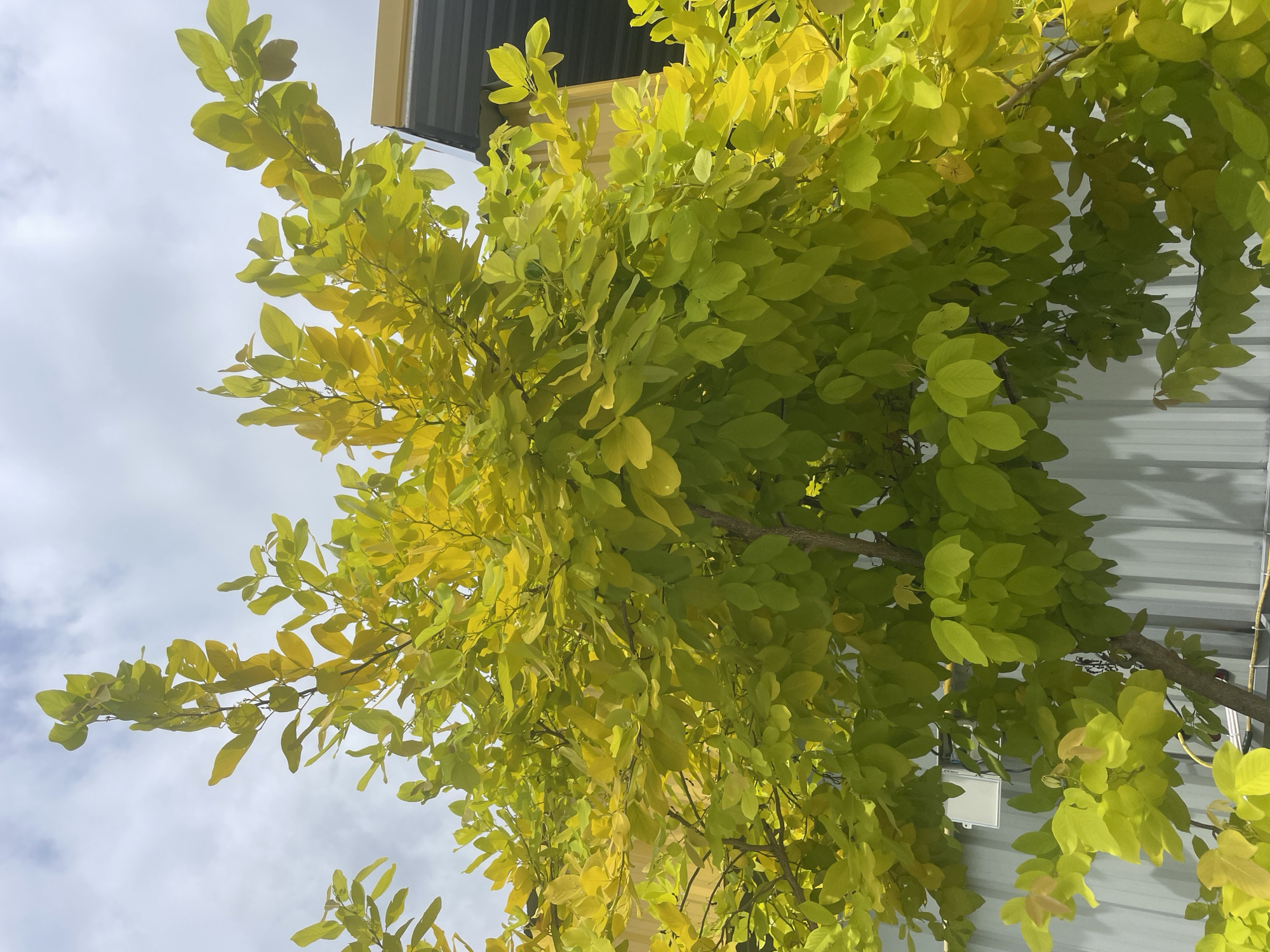 The image shows a tree with yellow-green leaves, viewed from below. The tree branches reach toward the sky, which is partially visible through the leaves and appears overcast with some clouds. Parts of a building are also visible, including a gray corrugated metal wall and a yellow overhang or awning. The location is Rawai, Thailand. There are no people visible in the image. The main subjects are the tree and the architecture.