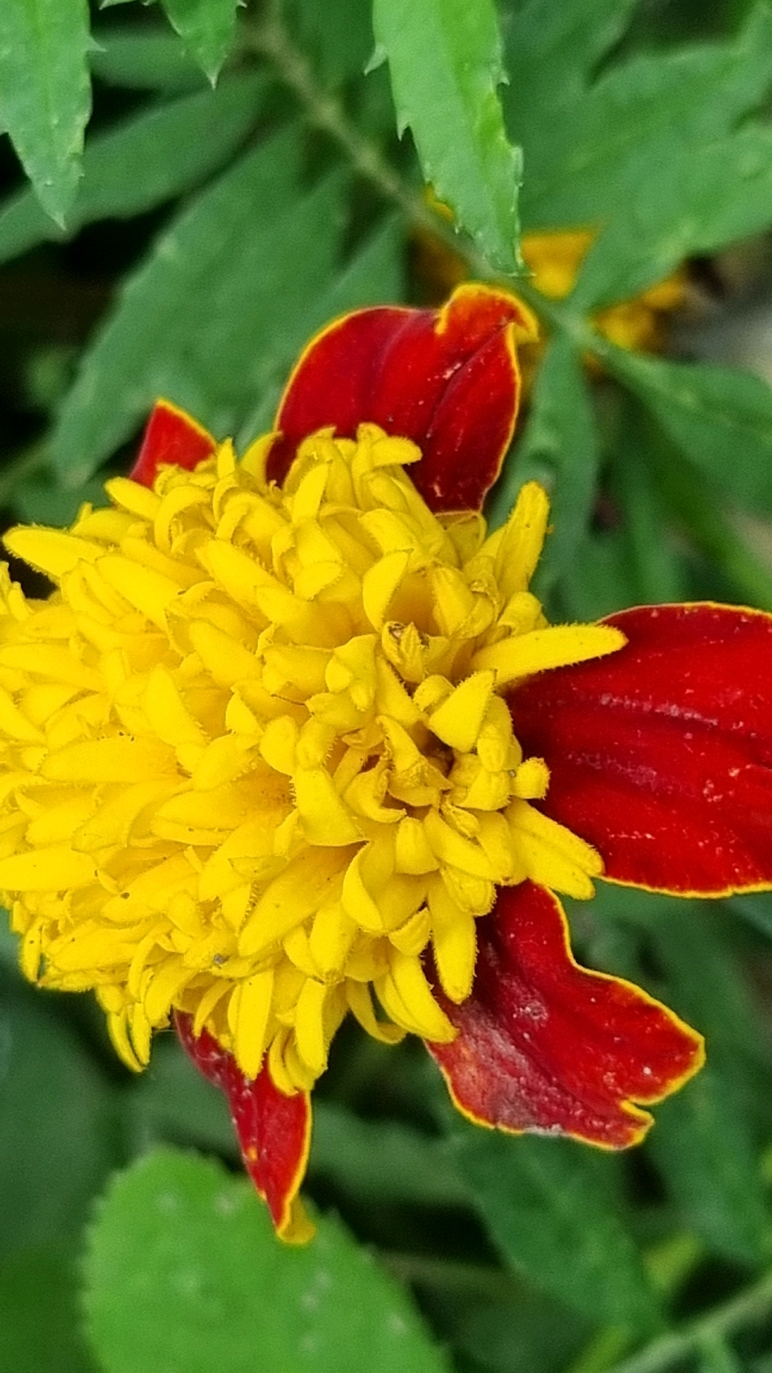 A close-up, vertically oriented, high-angle shot captures a Marigold flower in full bloom, its vibrant yellow center densely packed with petals. The outer petals transition from a deep red at their base to a lighter red with yellow edges. The flower is set against a blurred background of lush green foliage, suggesting an outdoor garden setting. The image does not contain any elements that would allow for the identification of a specific location in Smila, Ukraine, or any people or actions.