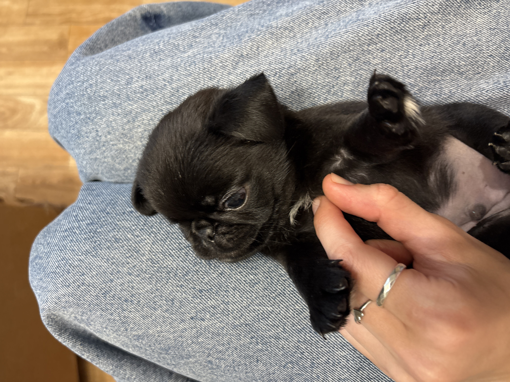 An overhead, close-up shot shows a person's hand with two silver rings on their fingers gently holding a small black pug puppy. The puppy is lying on the lap of someone wearing blue jeans, and the background is a wooden floor. The puppy's head is to the left, and its body extends to the right. Its eyes are open, and it has a wrinkled face characteristic of the breed. There is a small patch of white fur on its chest. The hand holding the puppy is supporting its body from underneath, with fingers curved around its side. The scene is well-lit, suggesting an indoor environment. The image does not contain any information that would indicate its location in the city of Perm, Russia.