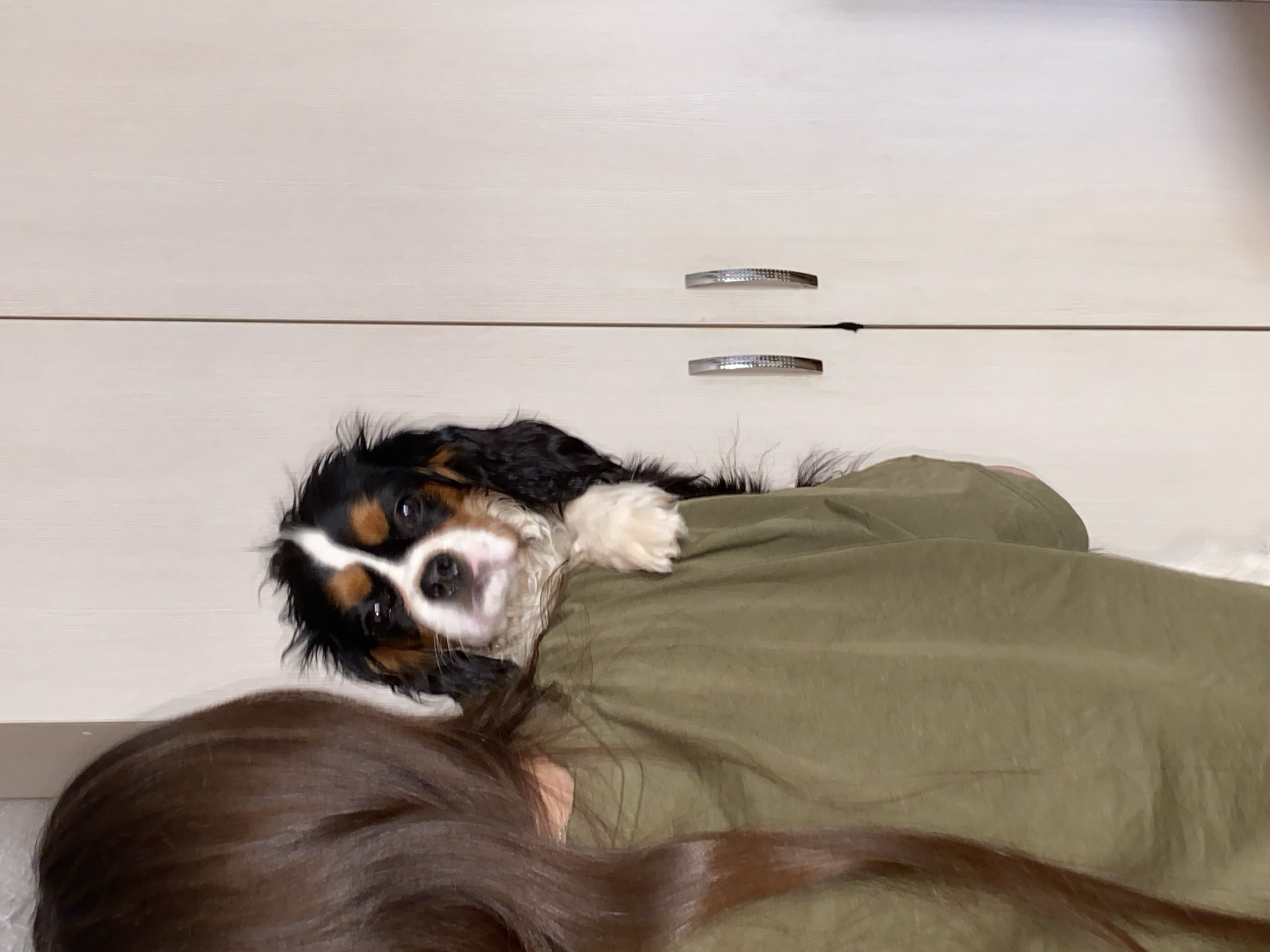 This indoor image, captured in Votkinsk, Russia, features a tricolor Cavalier King Charles Spaniel resting closely with a person. The dog, with black, white, and tan fur, is positioned facing the camera, its head tilted, revealing its dark, expressive eyes and black nose, conveying a curious or affectionate expression. Its left front paw is gently placed on the person's olive-green long-sleeved garment. The person's face is not visible, with only their long, dark brown hair and a portion of their back and shoulder in the frame, suggesting they are lying on their side. In the upper part of the background, a light-toned, possibly white or off-white, wooden cabinet or dresser is visible, featuring two silver, horizontal handles with a textured surface. A thin horizontal line across the cabinet suggests two separate drawers or doors. The image captures a tender moment of comfortable companionship and rest between the pet and its human. No text is visible.