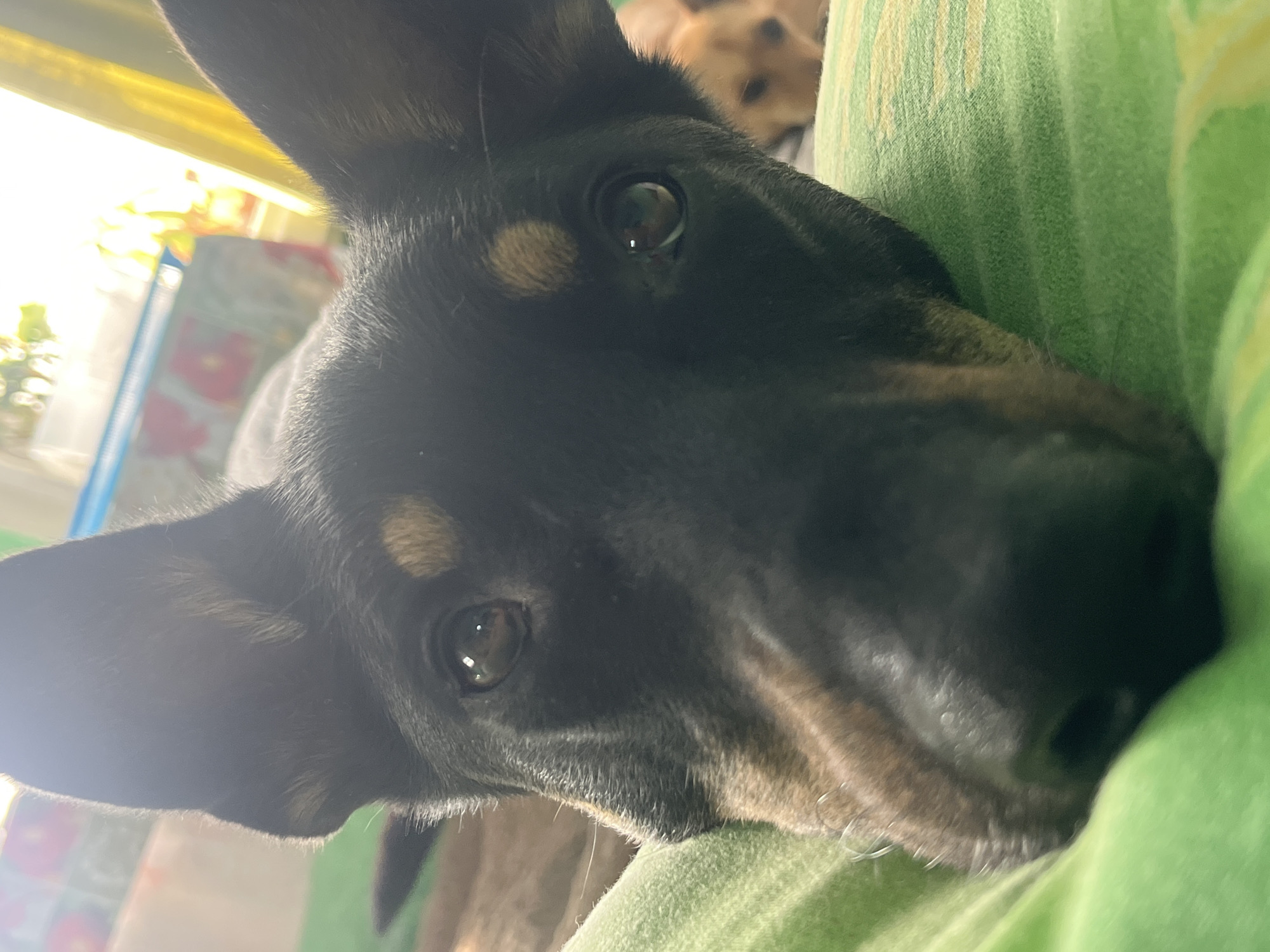 A close-up, low-angle shot shows the face of a black and tan dog. The dog's large ears are prominent, one flopped down and the other partially raised. Its dark eyes are looking directly at the camera, reflecting light. The dog's muzzle is resting on a textured green surface, likely a blanket or pillow. In the background, another dog, light brown and out of focus, is visible. The setting appears to be indoors, with sunlight streaming in from a window, casting a warm glow and creating lens flare. The background also shows glimpses of colorful fabric and what looks like a curtain. There are no discernible elements that suggest a specific location in Nizhny Tagil, Russia.
