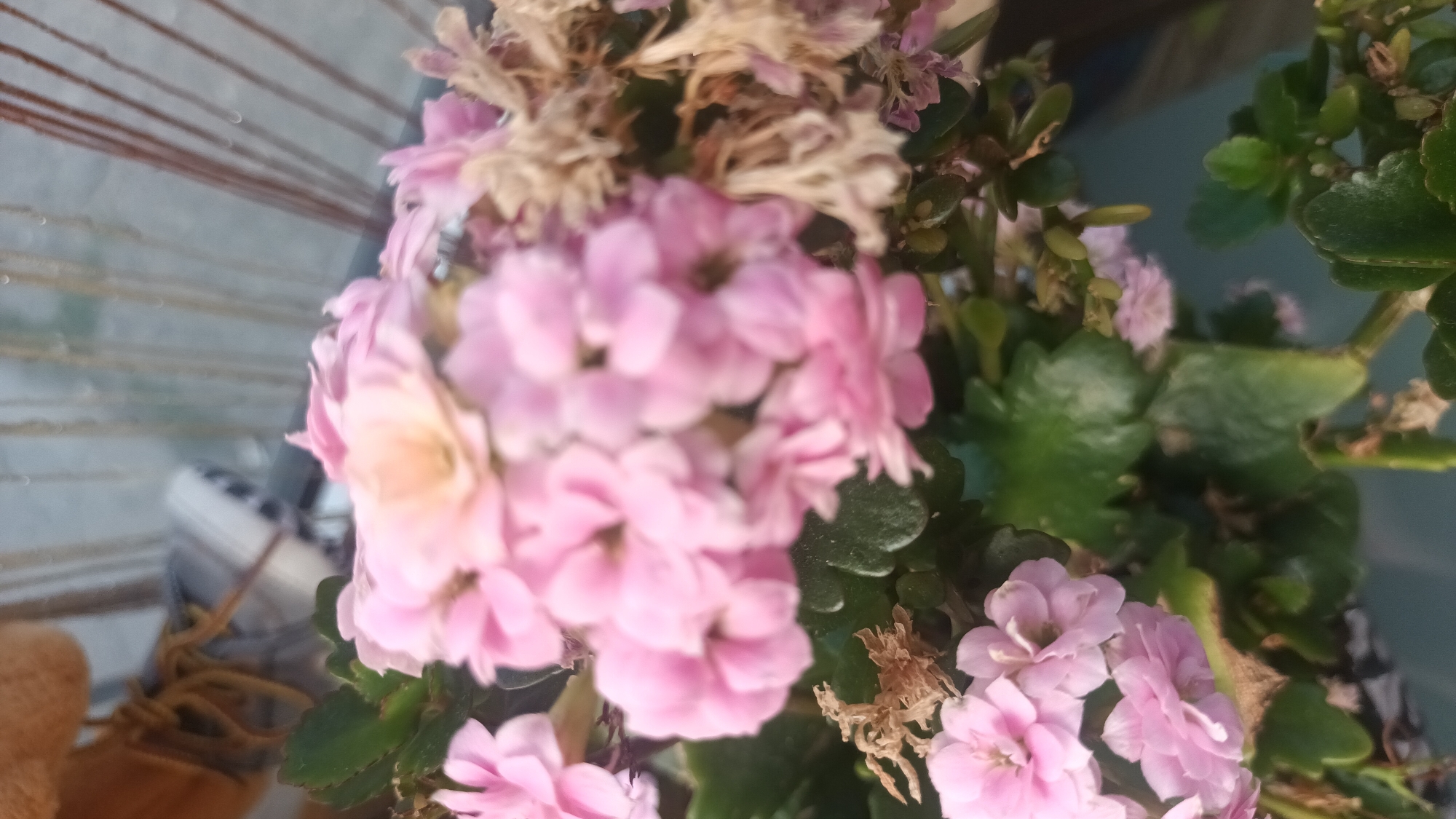 The image shows a close-up of a flowering plant with clusters of small, pink, star-shaped blossoms. The flowers are in various stages of bloom, with some appearing fresh and others slightly dried or wilted. Dark green, fleshy leaves are visible among the flowers, characteristic of a succulent plant.
In the background, the scene is out of focus. To the left, there's a hint of a grey, textured surface, possibly a wall or blind, with horizontal lines running through it. Beneath this surface, a portion of a shoe or boot is visible, appearing to be made of tan or brown material with laces. The shoe is positioned upright. A small, white object, possibly an electrical outlet or device, is also partially visible near the shoe. To the right of the plant, a darker, teal-colored background suggests an indoor or sheltered outdoor setting.
The lighting appears natural, suggesting daytime. There are no people visible in the image. The overall mood is natural and botanical, focusing on the delicate beauty of the flowers and foliage. No text is visible in the media file. The location context is Varna, Bulgaria.