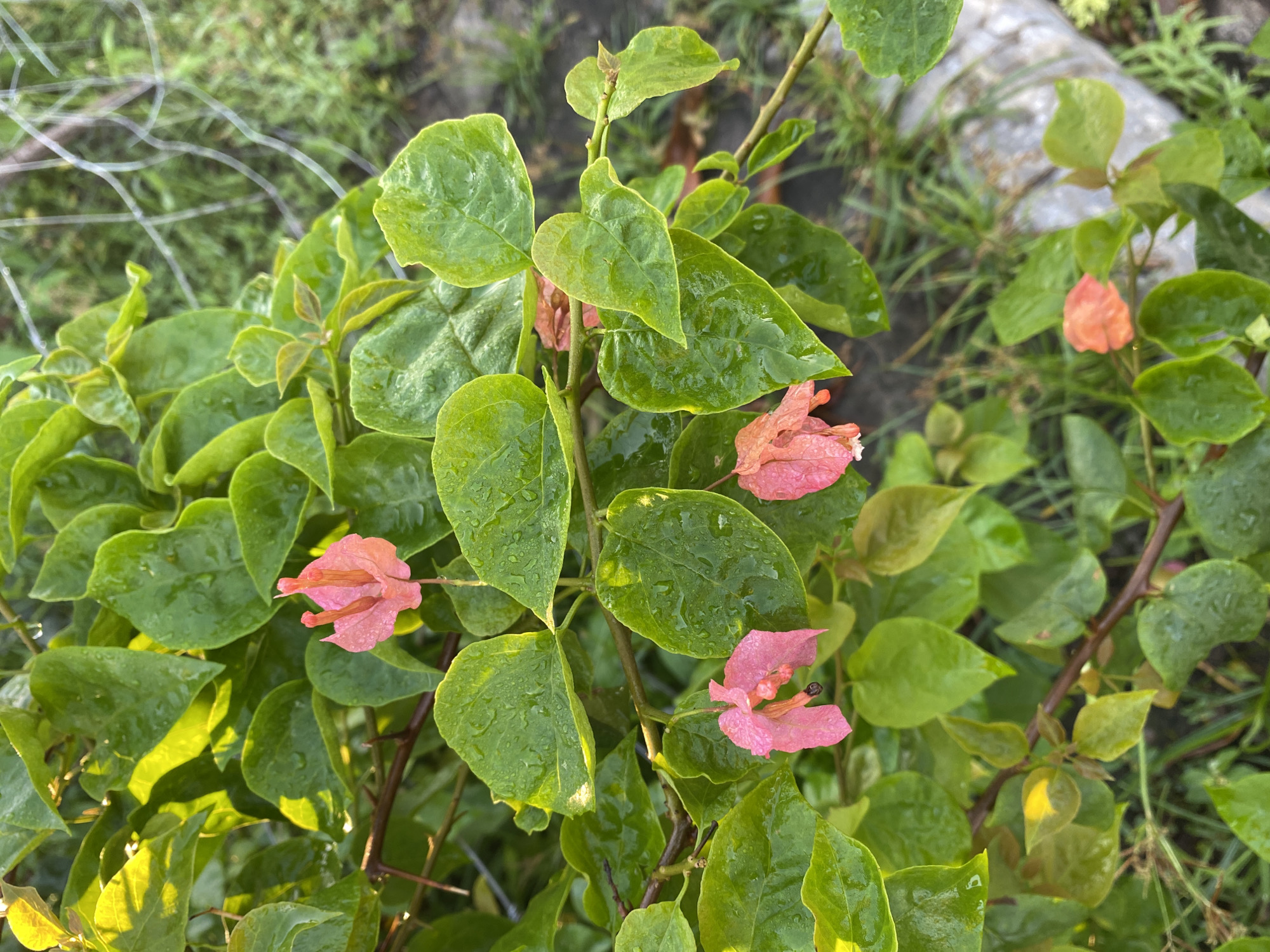 The image shows a close-up of a bougainvillea plant with green leaves and pink bracts. The leaves are covered in water droplets, suggesting recent rain or dew. The background shows other plants and a wire fence. The location is Davao City, Philippines.