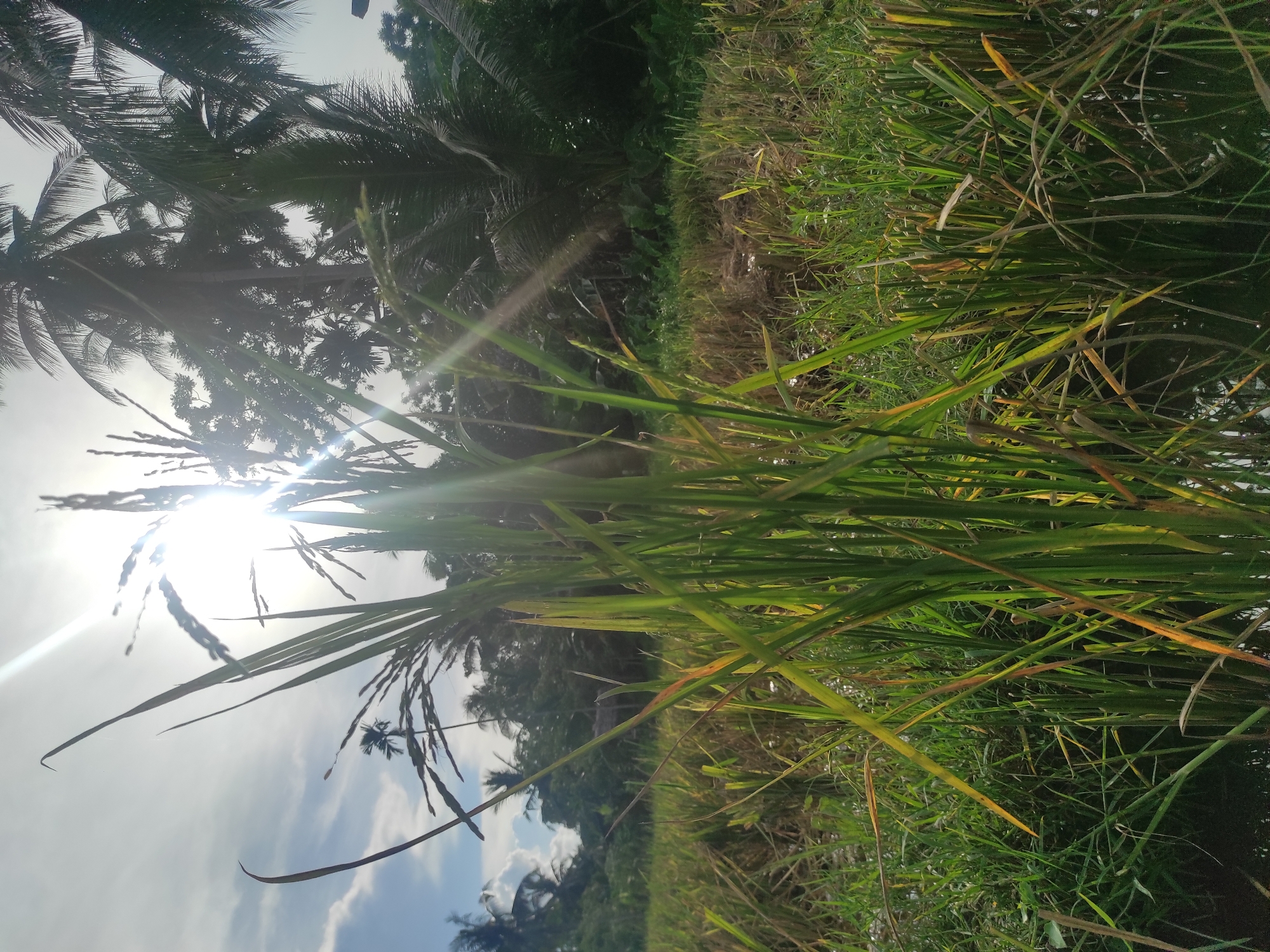 The image depicts a close-up view of tall grasses, likely rice paddy, in an outdoor setting. The sun is shining brightly, partially obscured by the blades of grass, causing lens flare. In the background, there are palm trees and other vegetation, suggesting a tropical environment. Based on the prompt's location information, this scene is probably within the city limits of Lhokseumawe, Indonesia, but there are no distinctive features that specify the exact location. No people are visible.