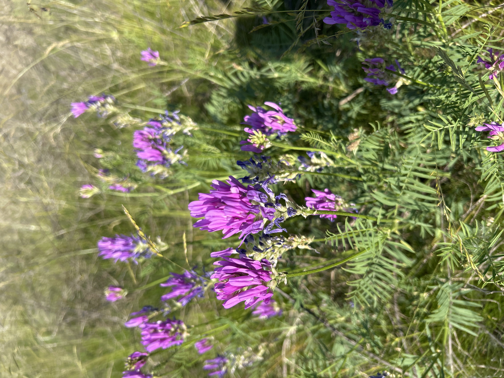 In Matraevo, Russia, a close-up, eye-level shot captures a patch of vibrant purple wildflowers with feathery green foliage. The flowers, clustered in dense spikes, range in hue from bright magenta to a softer lavender. The surrounding environment is a naturalistic blur of green grasses and other vegetation, with some stalks of wheat-like grass visible. The lighting suggests a sunny day, casting subtle shadows and highlighting the delicate details of the petals and leaves. The scene is entirely natural, with no human presence or man-made objects. The focus is on the botanical beauty of the wildflowers.
