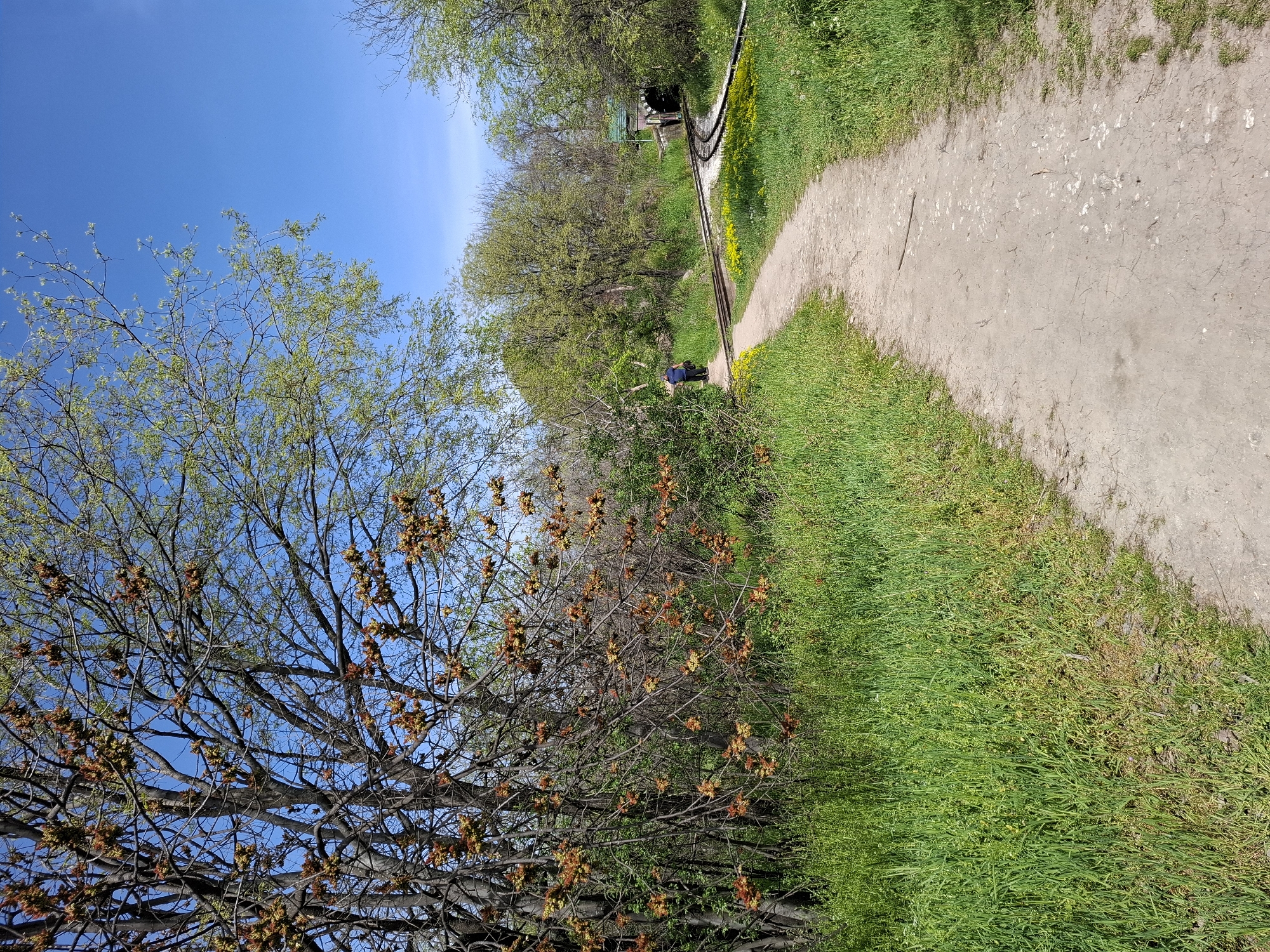 This image captures a serene outdoor scene, likely within a park or natural area in Plovdiv, Bulgaria. The setting features a dirt path running parallel to a miniature railway track, both winding gently into the distance. Lush green grass borders the path and track, interspersed with yellow wildflowers.
On the right, a well-worn earthen path suggests foot traffic. To its left, two sets of miniature railway rails can be seen, leading towards a dark structure in the background, which might be a tunnel entrance or a small station. A solitary figure, dressed in a dark blue shirt and trousers, is visible walking away from the camera along the path, implying a leisurely stroll or excursion.
The surrounding environment is rich with vegetation; various trees, some with delicate light-green new leaves, and others adorned with clusters of brown and orange buds or nascent flowers, dominate the left side and frame the background. The sky above is a clear, bright blue, indicating sunny and pleasant weather, likely during late morning or early afternoon. The scene evokes a sense of calm and natural beauty, characteristic of a recreational park. There is no visible text in the image.