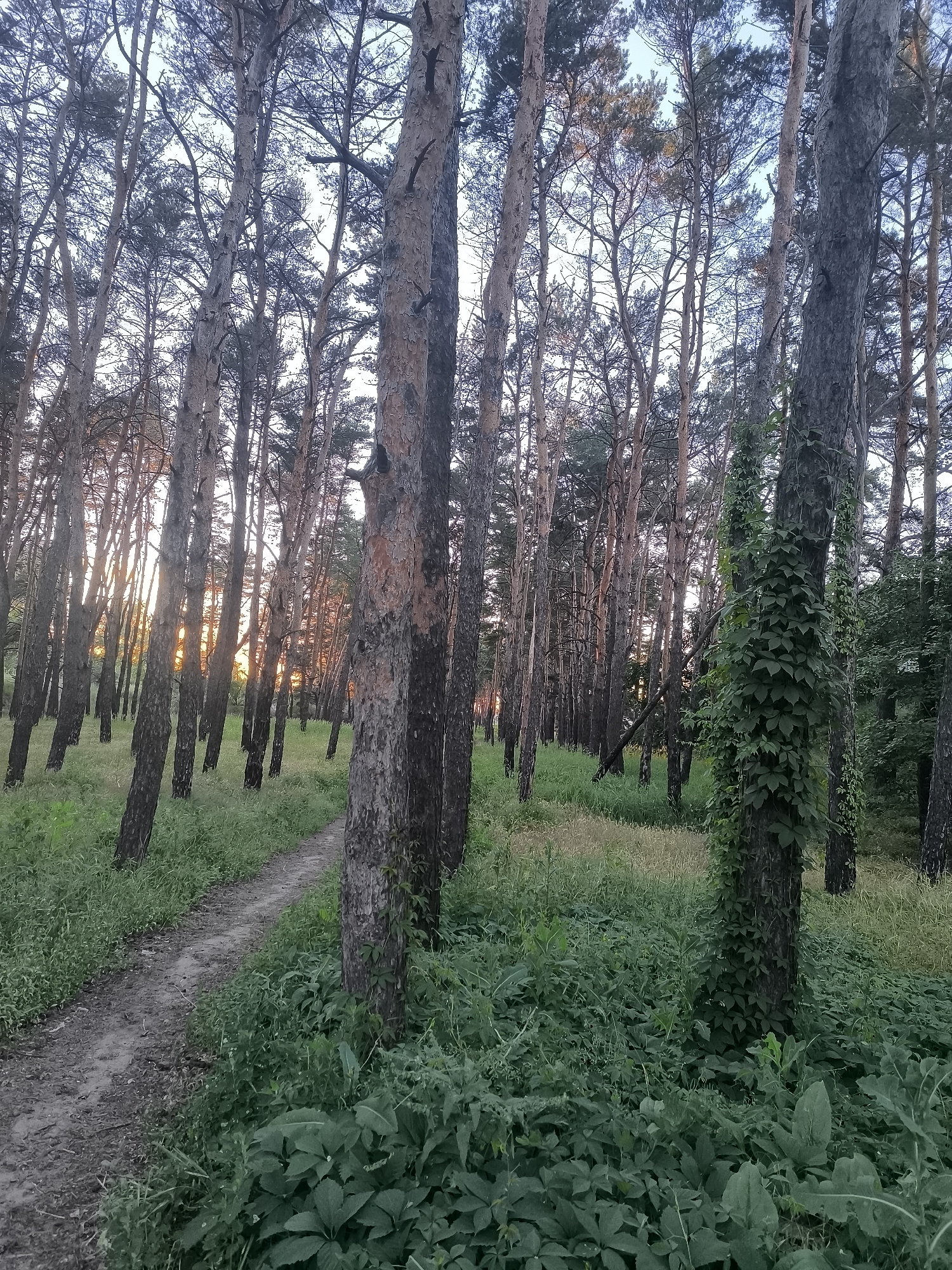 The image depicts a path winding through a dense pine forest, likely located in Horishni Plavni, Ukraine. The sun is setting, casting a warm glow through the tall, slender trees and illuminating the undergrowth. The path is made of dirt and small stones, disappearing into the trees to the left of the frame. Lush green vegetation, including various types of plants and grasses, covers the forest floor. One tree in the foreground is heavily covered in ivy, adding to the wild, untamed feel of the scene. The sky above is a soft, dusky blue, indicating the end of daylight. There are no people or animals visible in the image.