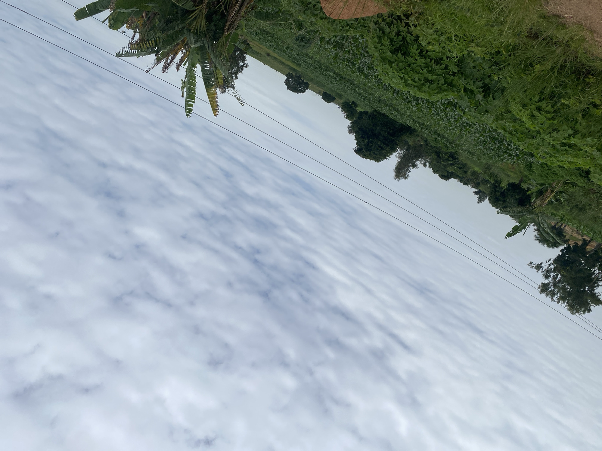 The image depicts an overcast sky with wispy clouds, likely in Kuru, Nigeria. The foreground is dominated by a lush, green agricultural field, possibly growing crops like corn or potatoes, extending up a gentle incline. Several trees are scattered across the landscape, some appearing as large, mature specimens, while others are smaller, more sparse. Power lines run diagonally across the scene, supported by unseen poles. In the lower right corner, a cluster of banana trees with their characteristic large leaves are visible. The overall impression is of a rural or semi-rural agricultural setting under a cloudy sky.