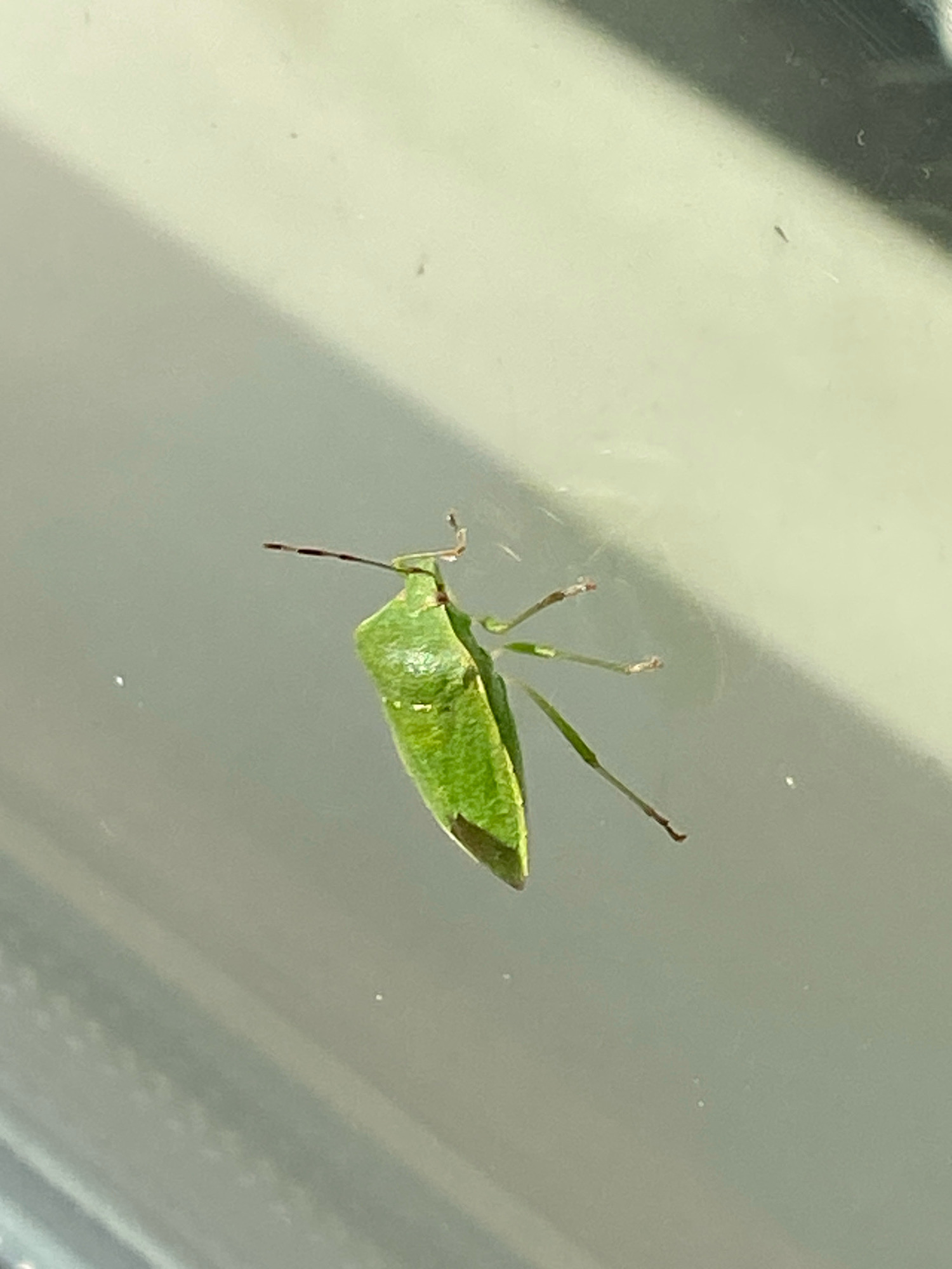 A green shield bug is attached to a transparent surface, possibly a window or glass pane, with its legs. The bug is oriented upside down and to the left, with its head pointing downwards. Its body is shield-shaped and a vibrant green color. The surface it is on reflects a light, pale green and grey background, suggesting an outdoor environment or a room with natural light. The overall scene is clean and unexceptional.