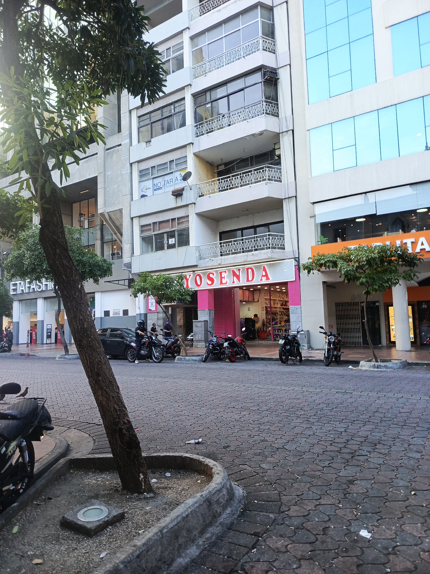 The image depicts a street scene in Guayaquil, Ecuador, with a focus on commercial buildings and street-level activity. In the foreground, a large tree with a rough, dark brown trunk is positioned within a concrete planter box that shows signs of wear and tear, with a small, circular light fixture embedded in a concrete slab at its base. Paved cobblestones form the street surface.
Several motorcycles are parked or in use on the street. One black motorcycle is partially visible on the left, and three more are parked in a line to the right, including a black, a red and black, and a black and silver model. A person wearing a helmet and dark clothing is seated on one of the motorcycles, while another individual stands nearby. Further down the street, a black sedan is parked.
The buildings lining the street showcase a mix of architectural styles. On the left, a building has a signage that reads "ETA FASHION". To its right, a lighter colored building features balconies with white railings and visible windows. Further to the right, a pink building with large, illuminated signage spells out "YOSENDA". Inside this establishment, shoes are visible on display. Adjacent to the pink building is a structure with orange and white signage, partially obscured, which appears to be another commercial establishment. The upper floors of these buildings show multiple windows and balconies. The overall environment suggests a commercial district with moderate pedestrian and vehicle traffic.